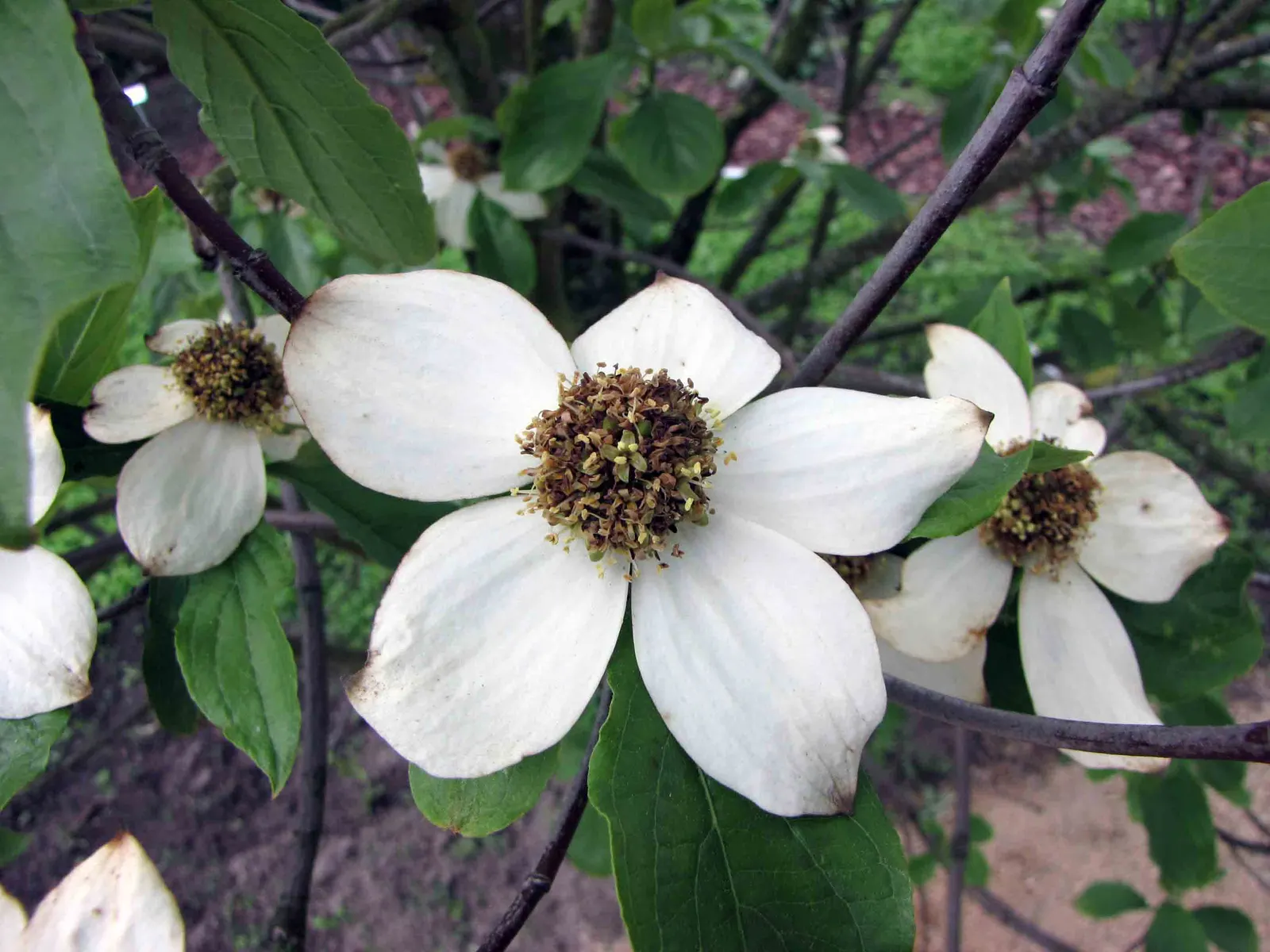 Western Dogwood (Cornus Nuttallii) — commonly referred to as the Western Dogwood or Pacific Dogwood; moderate growth rate and partial to full sun, image 47