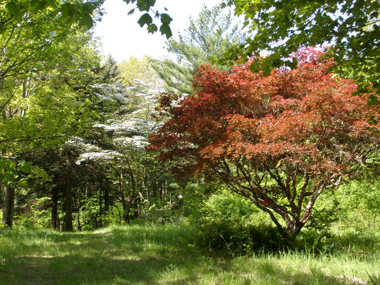 Western Dogwood (Cornus Nuttallii) — It boasts a striking spring display of white to pinkish petal-like bracts, encircling small greenish flowers, image 62