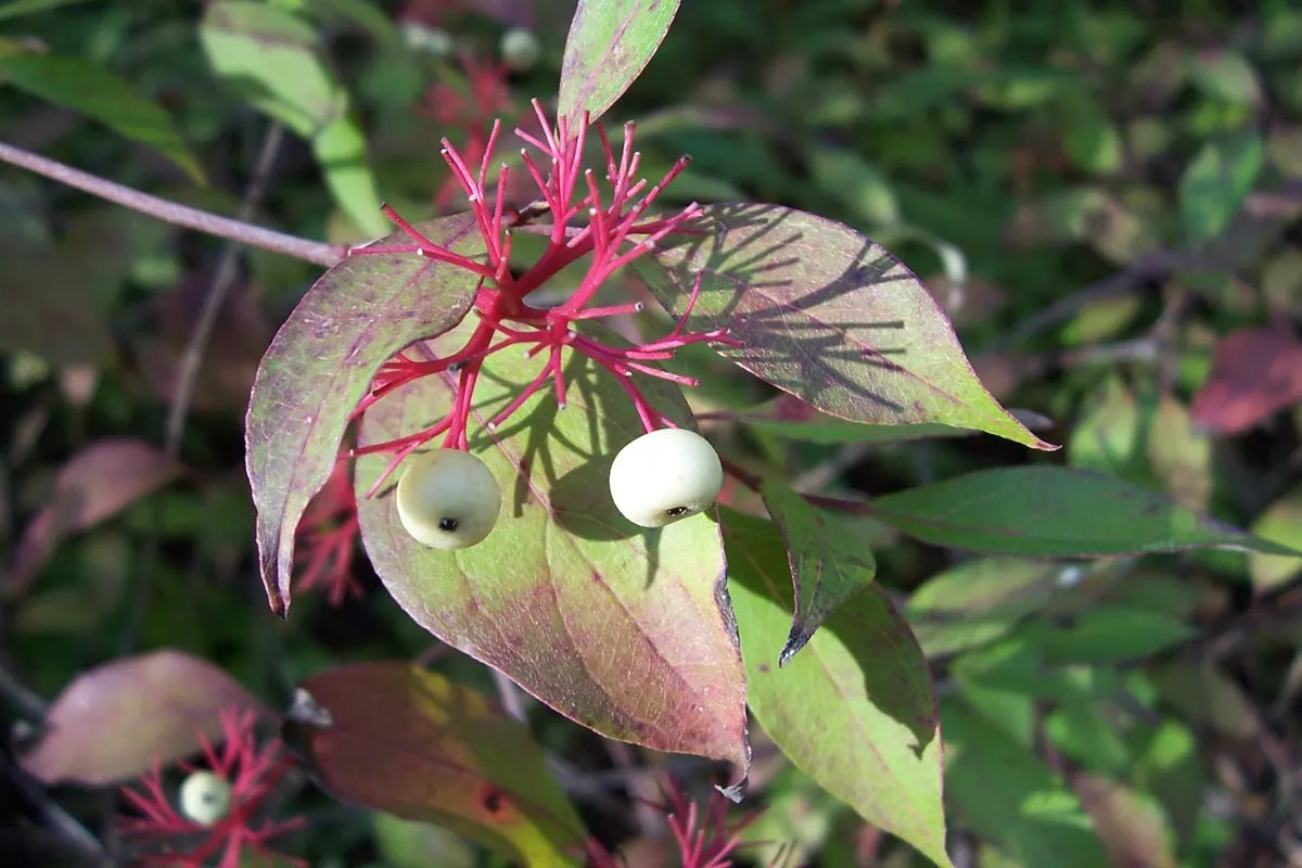 Western Dogwood (Cornus Nuttallii) — Regular watering and mulching will help maintain its health and enhance its beauty within your garden, image 97