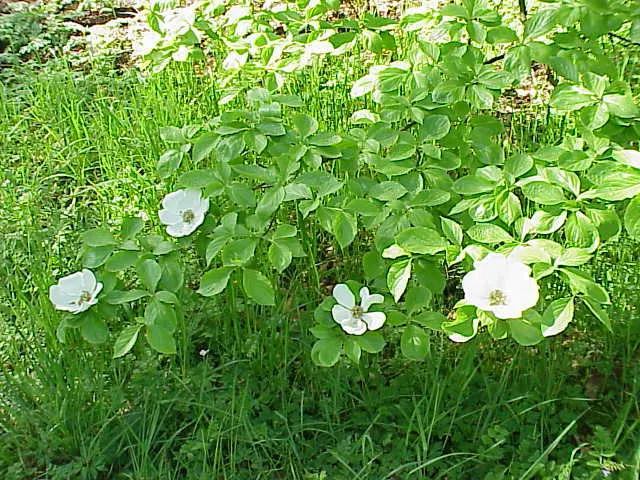 Western Dogwood (Cornus Nuttallii) — the tree's structure can provide a commanding presence in the landscape; tree for full or half, image 49