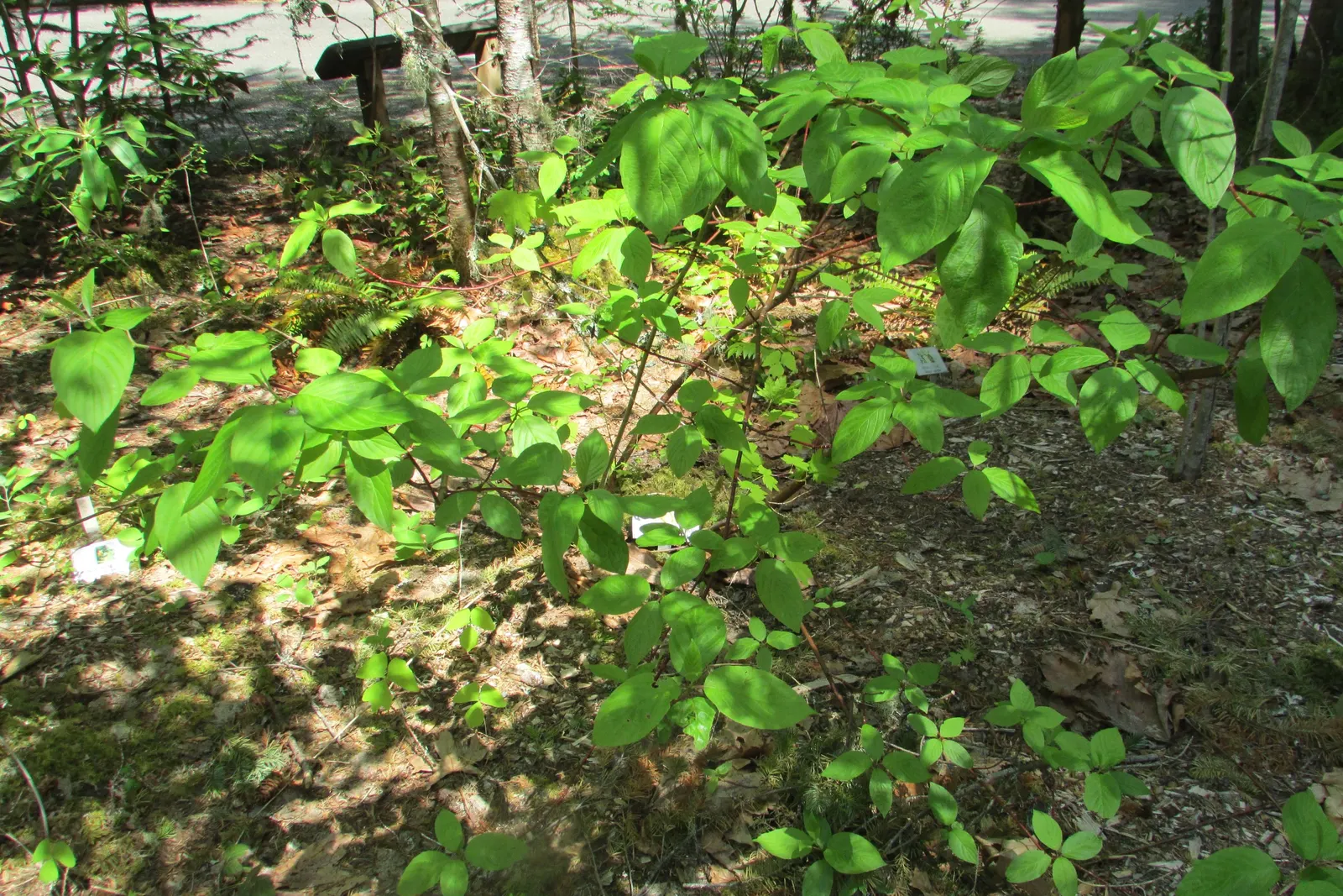 Western Dogwood (Cornus Nuttallii) — Regular watering and mulching will help maintain its health and enhance its beauty within your garden, image 57