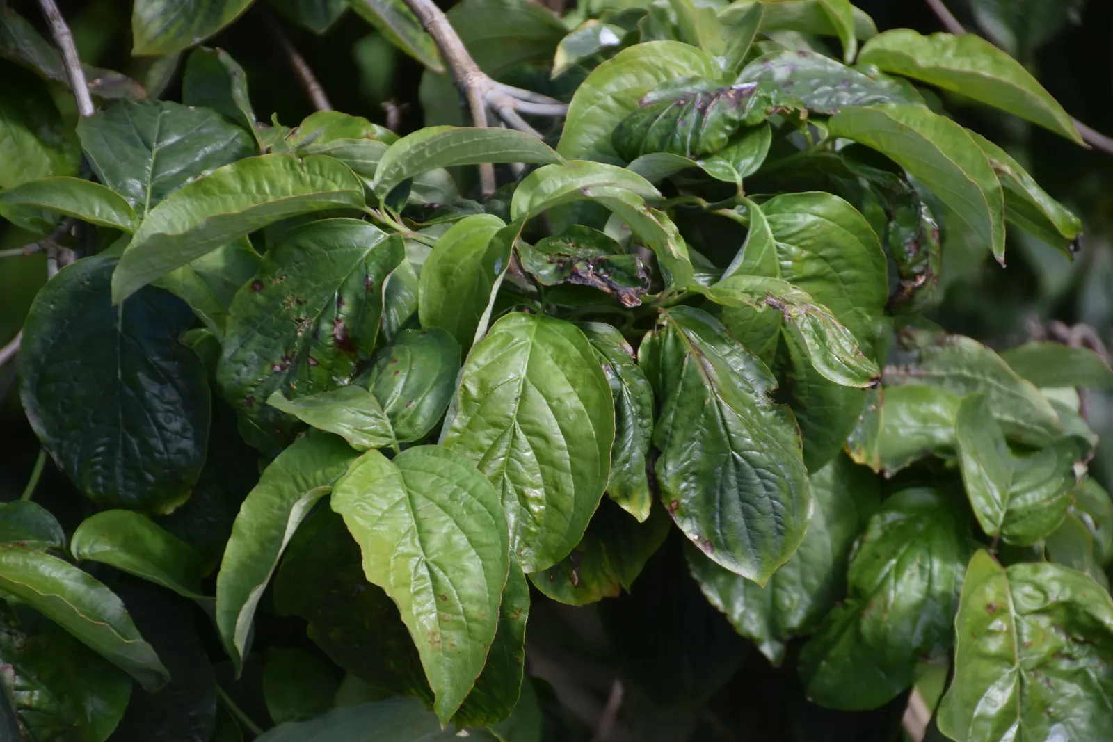Western Dogwood (Cornus Nuttallii) — It reaches 15-30 feet in height and spreads 15-25 feet; prefers moist, well-drained acidic soil, image 44