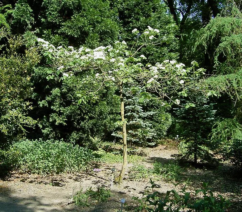 Western Dogwood (Cornus Nuttallii) — accompanied by bright red; the tree's structure can provide a commanding presence in the landscape, image 96