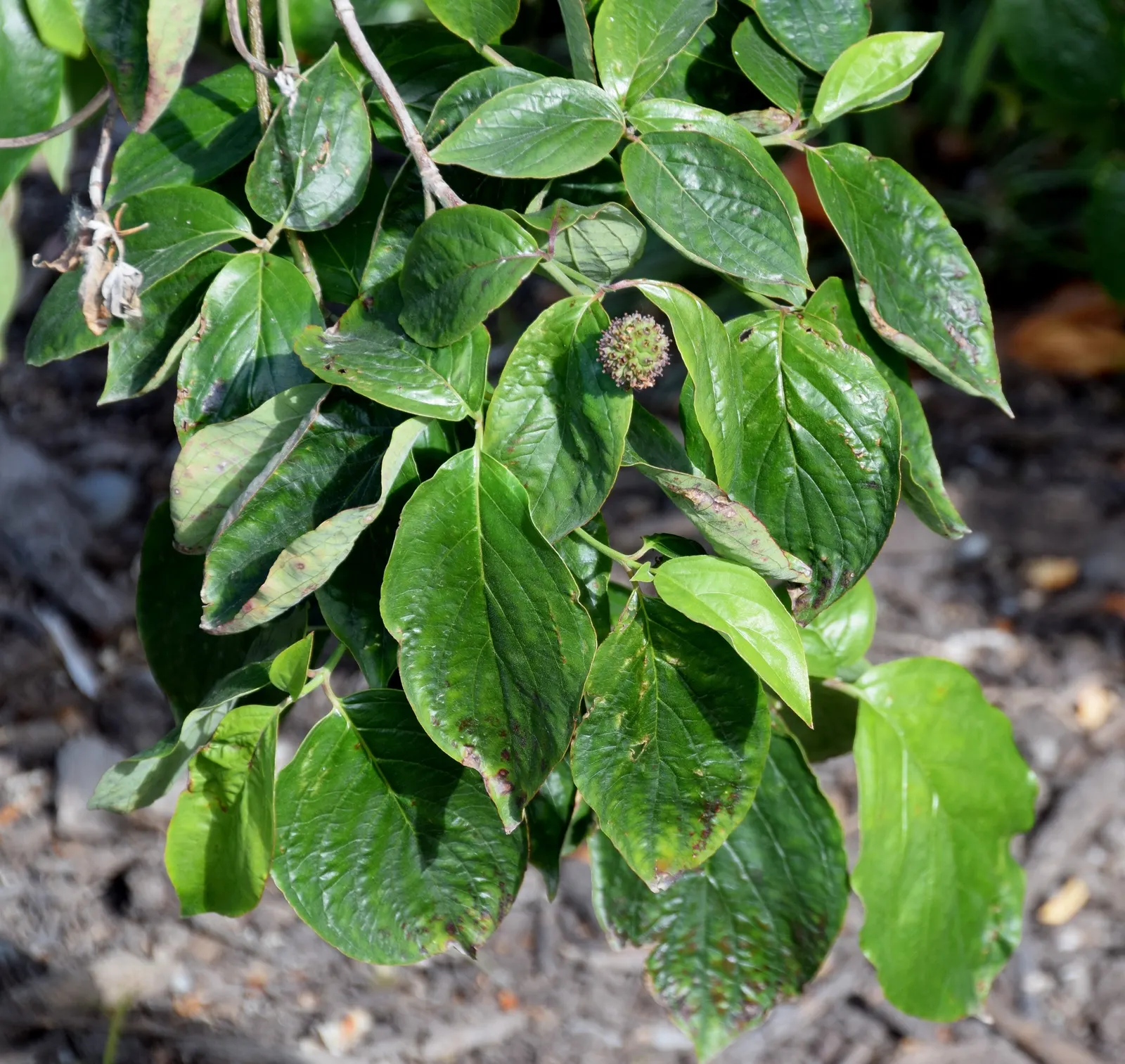 Western Dogwood (Cornus Nuttallii) — it thrives best in well-drained; commonly referred to as the Western Dogwood or Pacific Dogwood, image 90