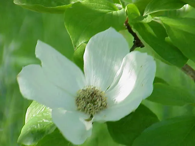 Western Dogwood (Cornus Nuttallii) — Prefers moist, well-drained acidic soil; with a preference for some afternoon shade in the hotter climates, image 45
