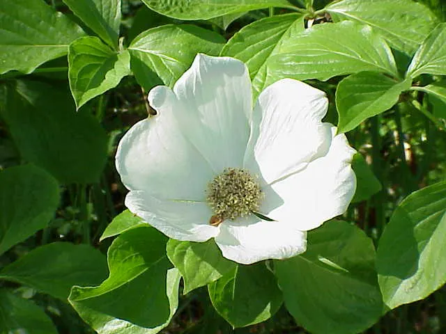 Western Dogwood (Cornus Nuttallii) — Originating from the western United States and Canada; which encircle tiny clusters of true flowers, image 48
