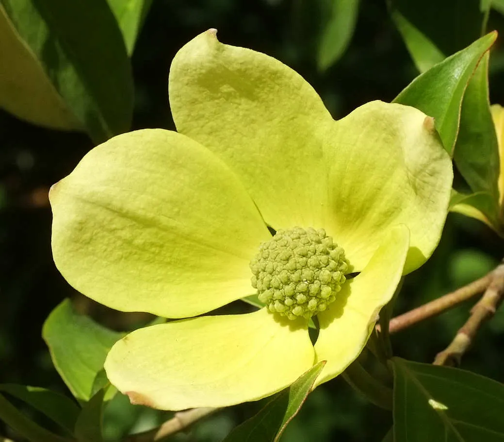 Western Dogwood (Cornus Nuttallii) — which encircle tiny clusters of true flowers; originating from the western United States and Canada, image 53