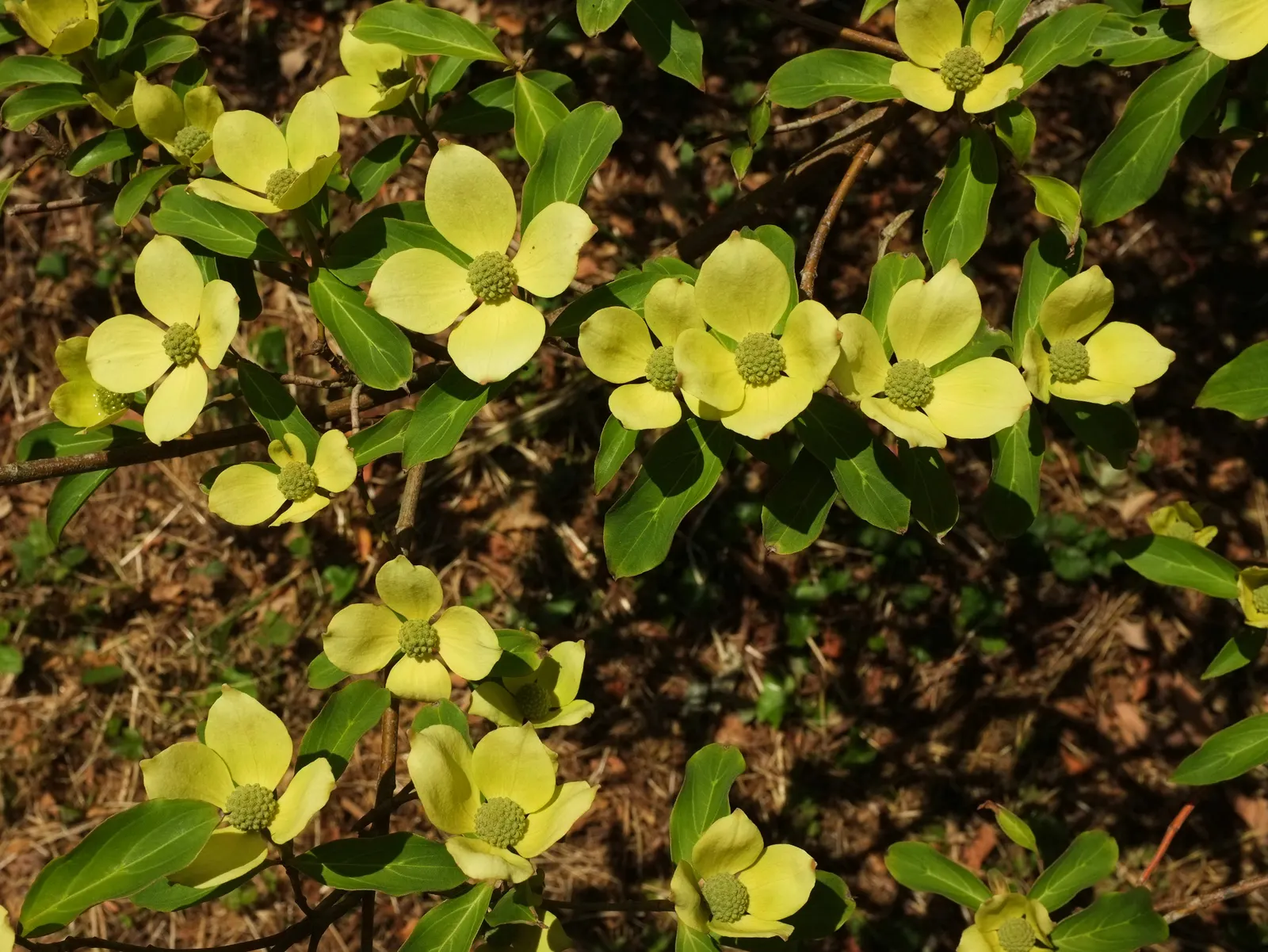 Western Dogwood (Cornus Nuttallii) — slightly acidic soil and welcomes partial to full sunlight exposure; these bracts can span up to 6 inches, image 51
