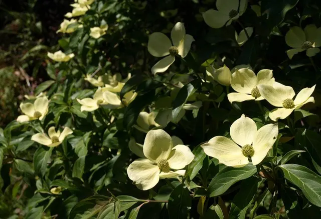 Western Dogwood (Cornus Nuttallii) — it thrives best in well-drained; commonly referred to as the Western Dogwood or Pacific Dogwood, image 50