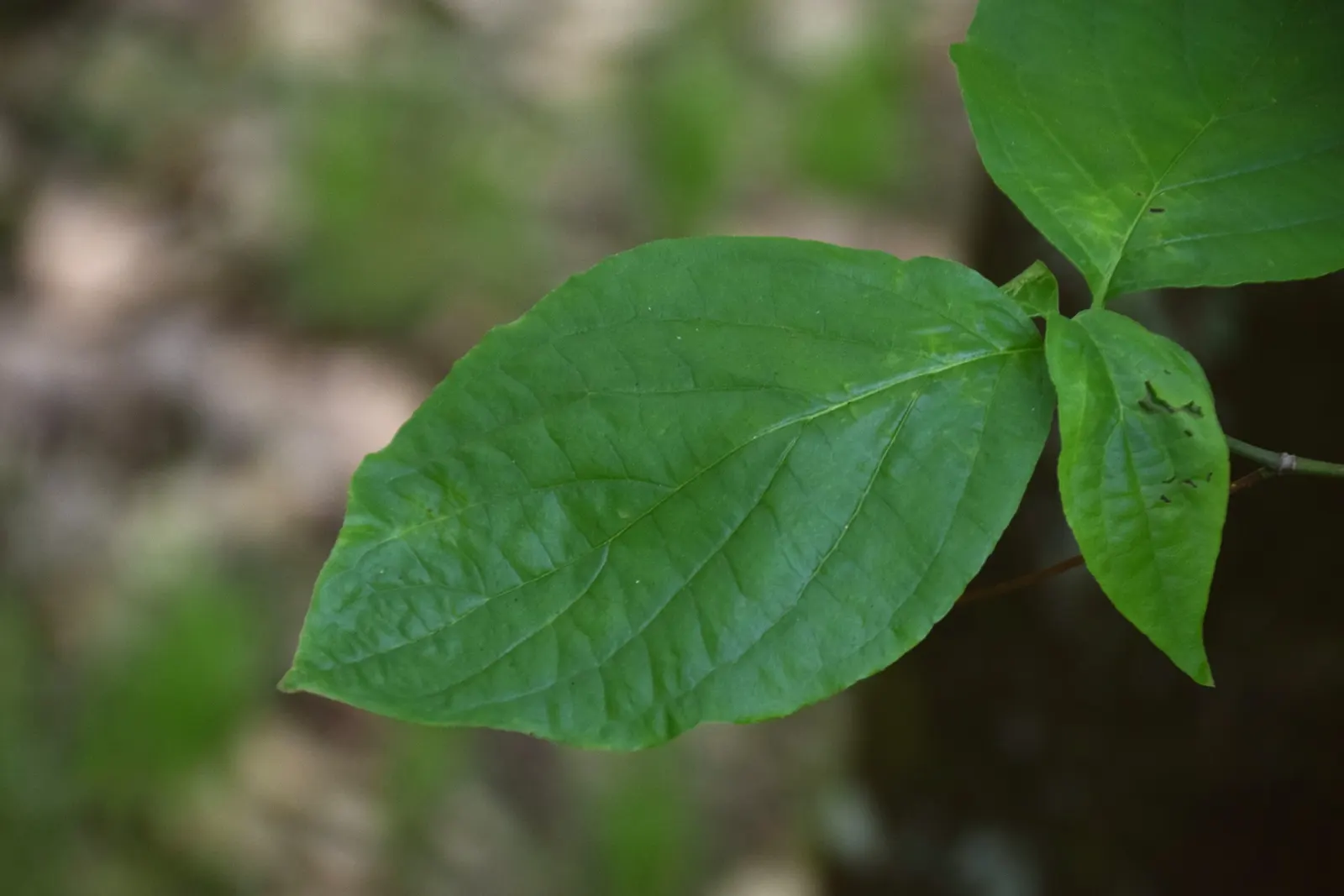 Western Dogwood (Cornus Nuttallii) — It boasts a striking spring display of white to pinkish petal-like bracts, encircling small greenish flowers, image 102