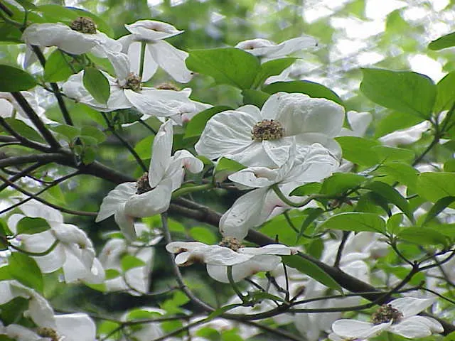 Western Dogwood (Cornus Nuttallii) — Moderate growth rate and partial to full sun exposure advised; tree with white blooms, image 46