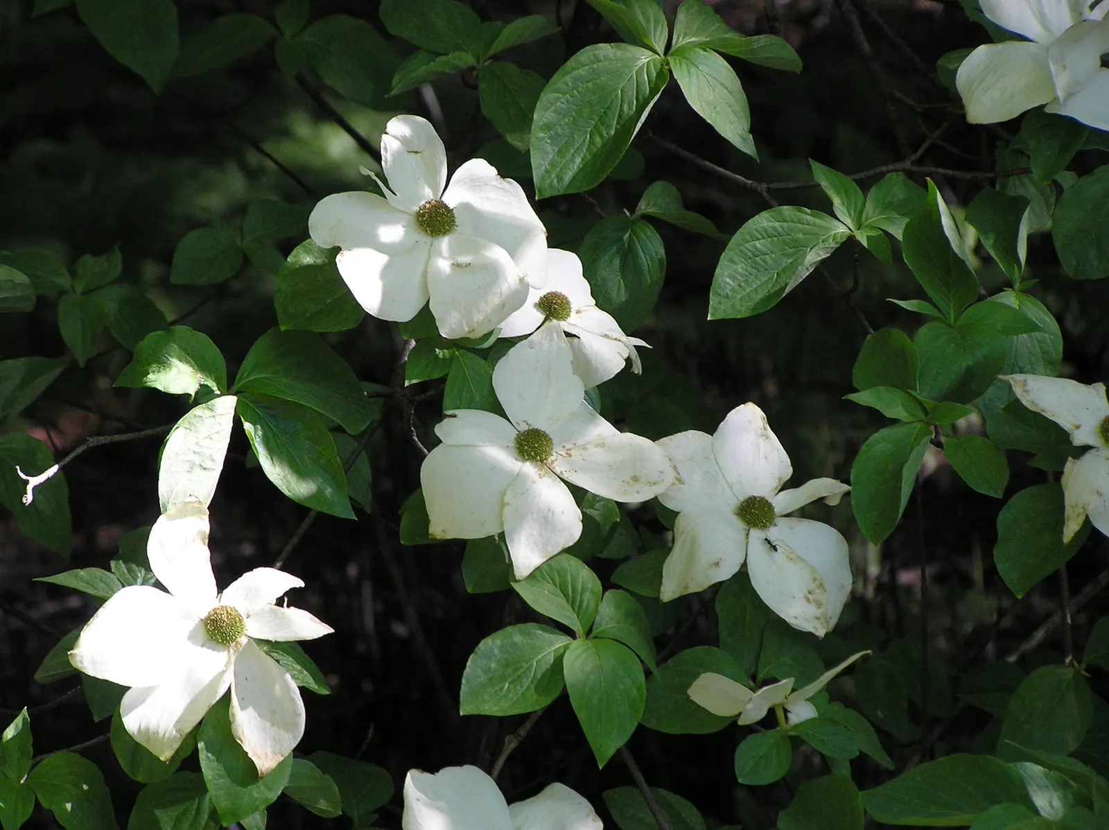 Western Dogwood (Cornus Nuttallii) — foliage transforms into a vivid display of reds and purples; it boasts a striking spring display of white to, image 95