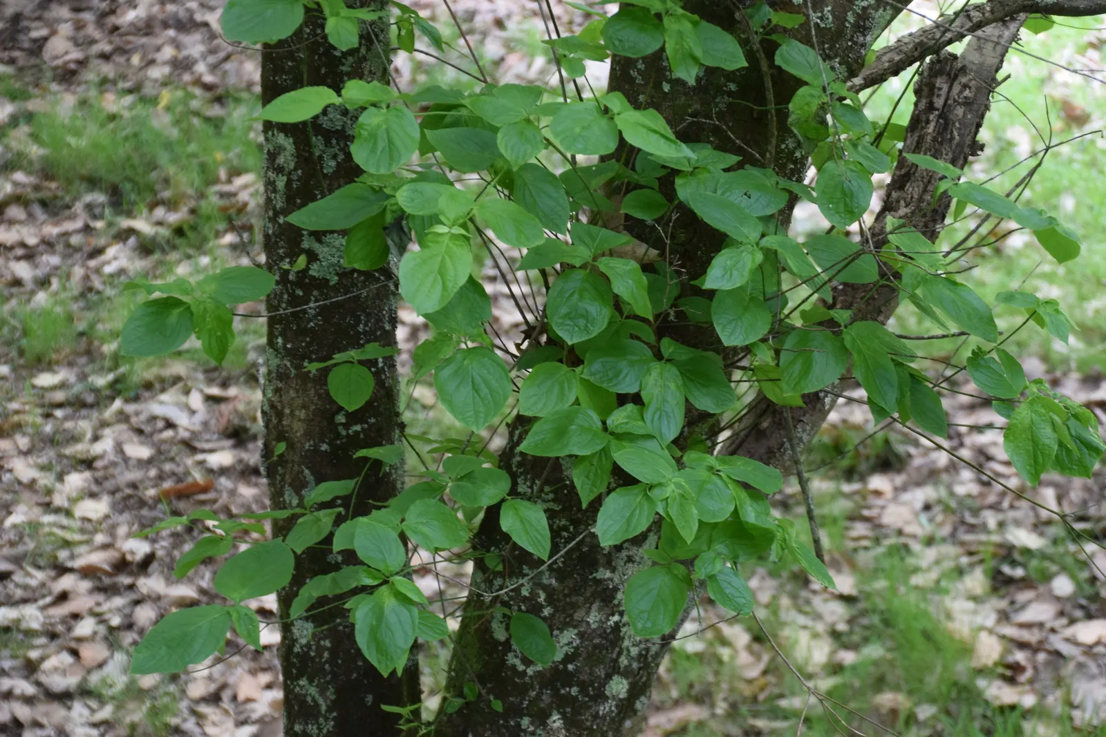 Western Dogwood (Cornus Nuttallii) — In the fall, foliage turns vibrant red-purple, complemented by bright red berries; white flowers in the garden, image 43