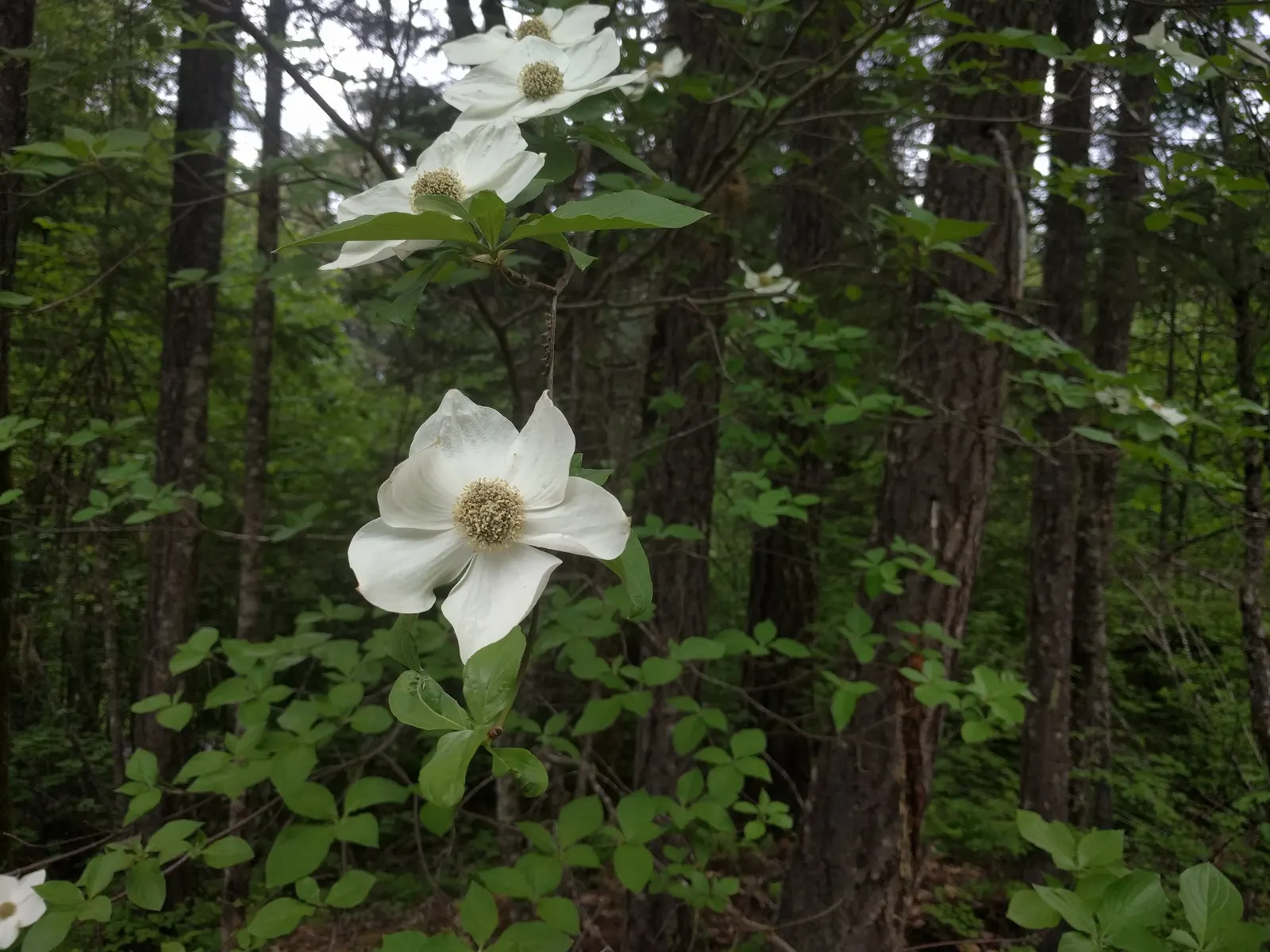 Western Dogwood (Cornus Nuttallii) — tree for full or half; regular watering and mulching will help maintain its health and enhance its beauty, image 100