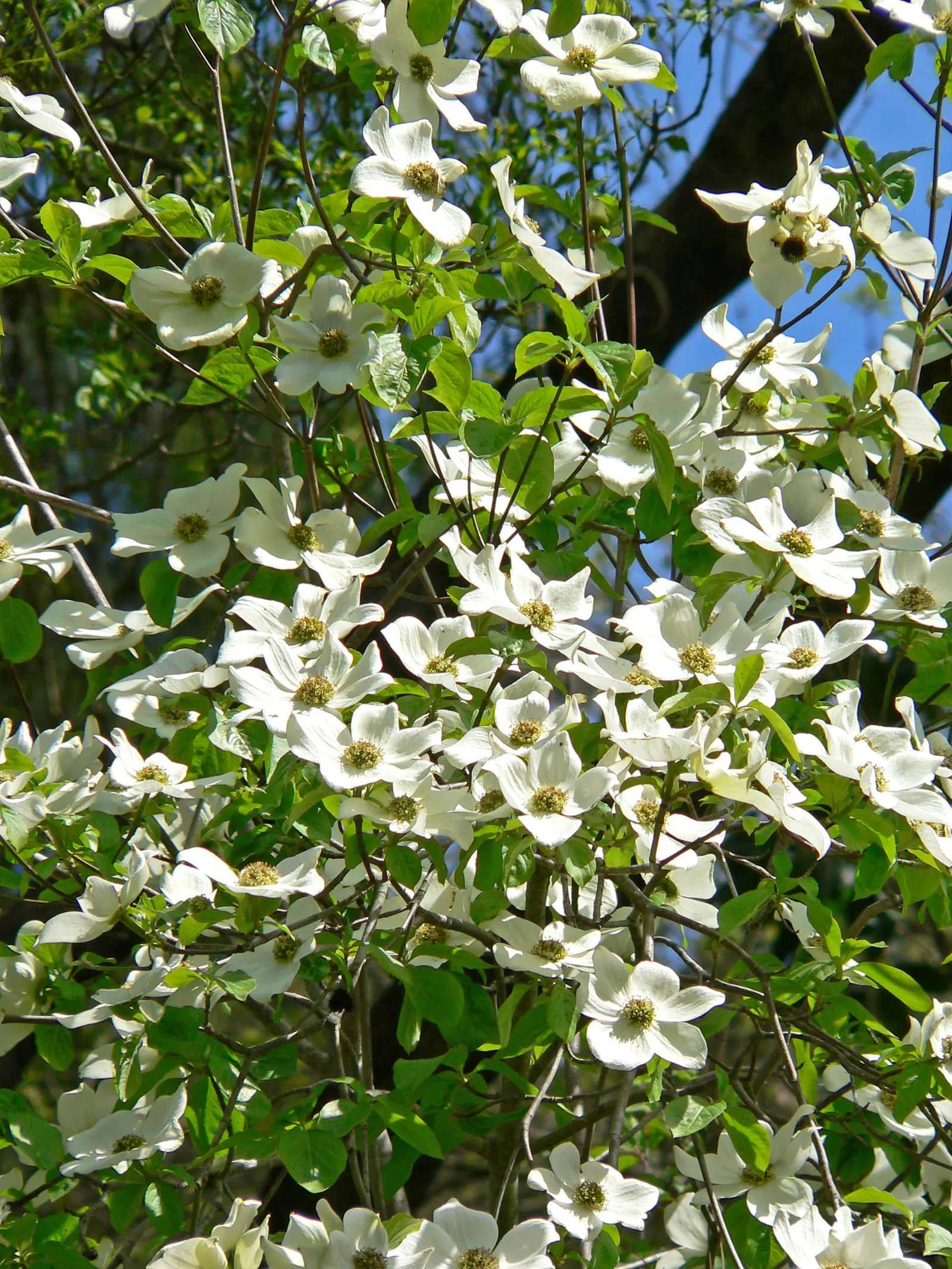 Western Dogwood (Cornus Nuttallii) — white flowers in the garden; in the fall, foliage turns vibrant red-purple, complemented by bright red berries, image 98