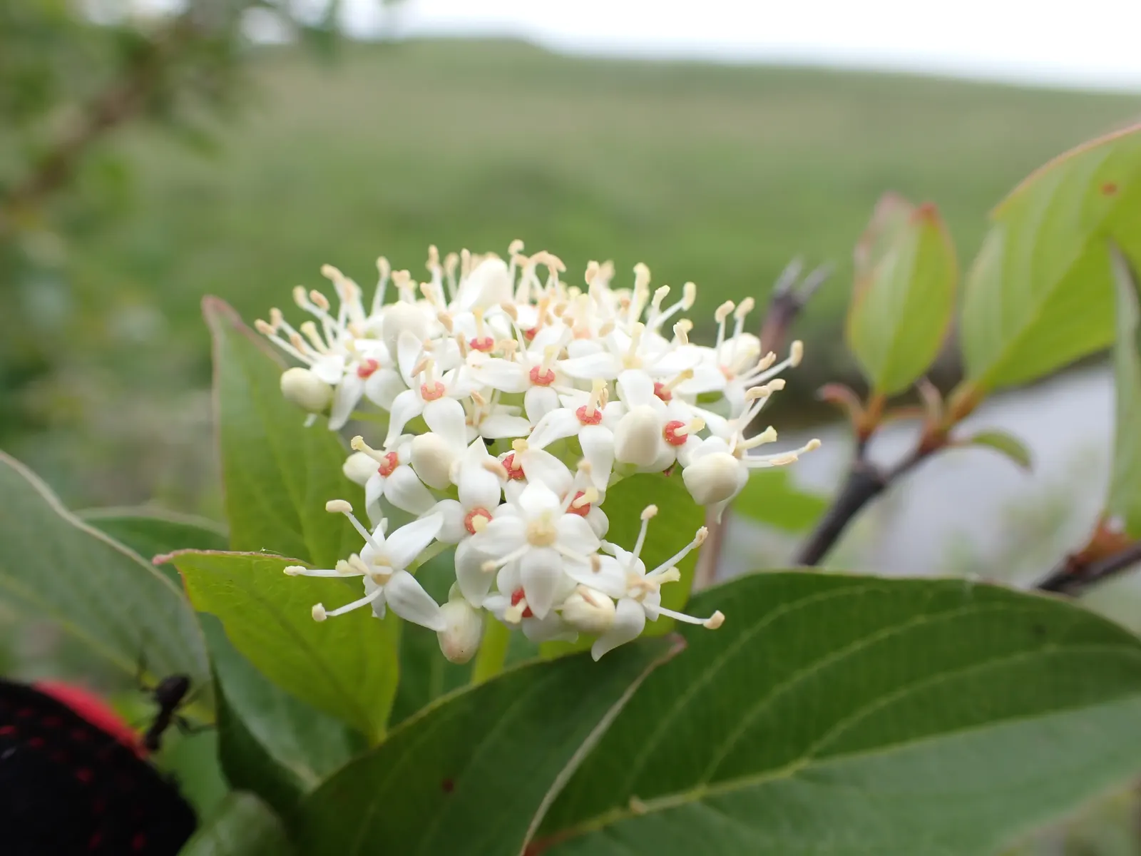 Western Dogwood (Cornus Nuttallii) — Prefers moist, well-drained acidic soil; with a preference for some afternoon shade in the hotter climates, image 65