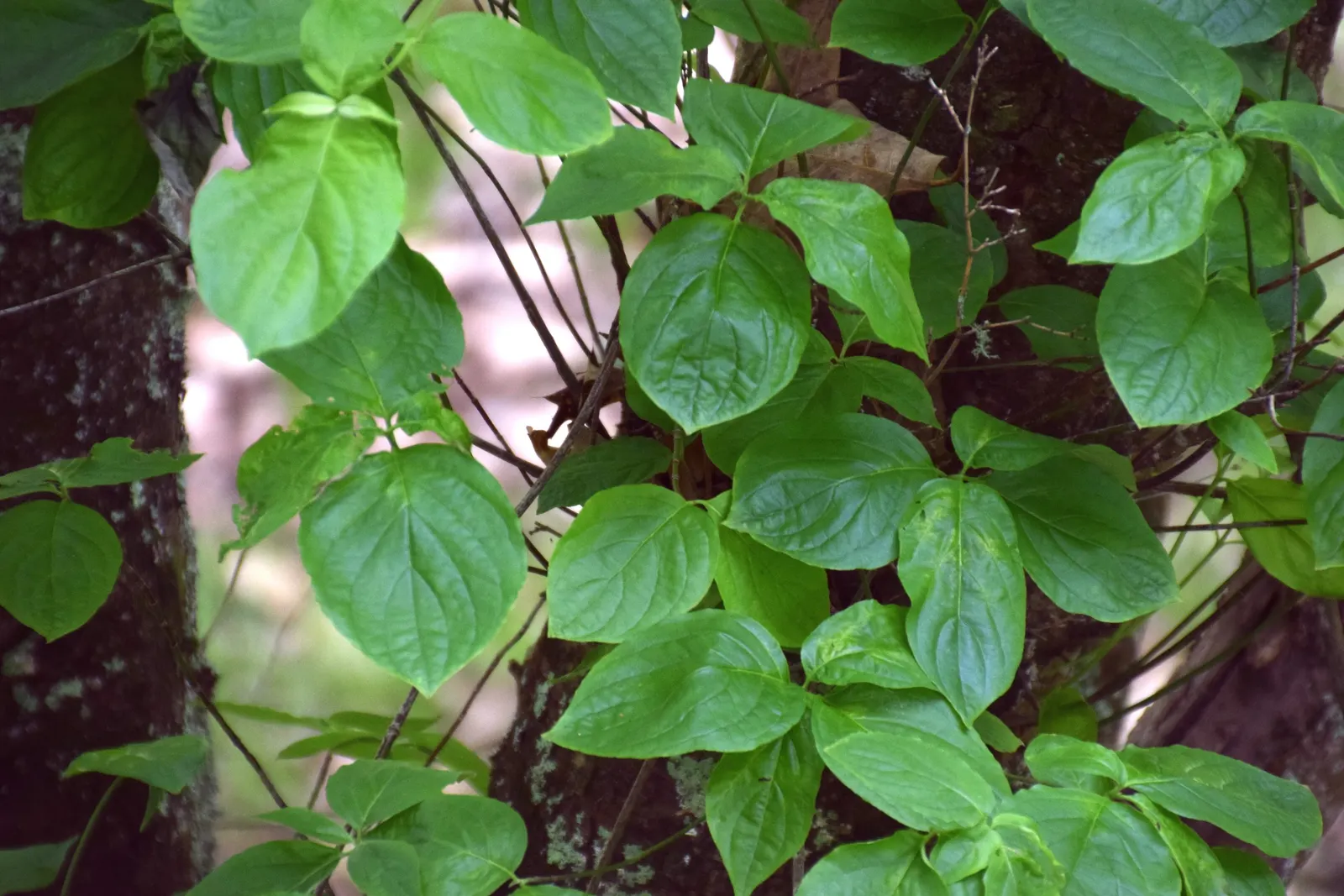 Western Dogwood (Cornus Nuttallii) — The Western Dogwood (Cornus nuttallii) is a prized deciduous tree, thriving in USDA zones 7-9; it reaches, image 101