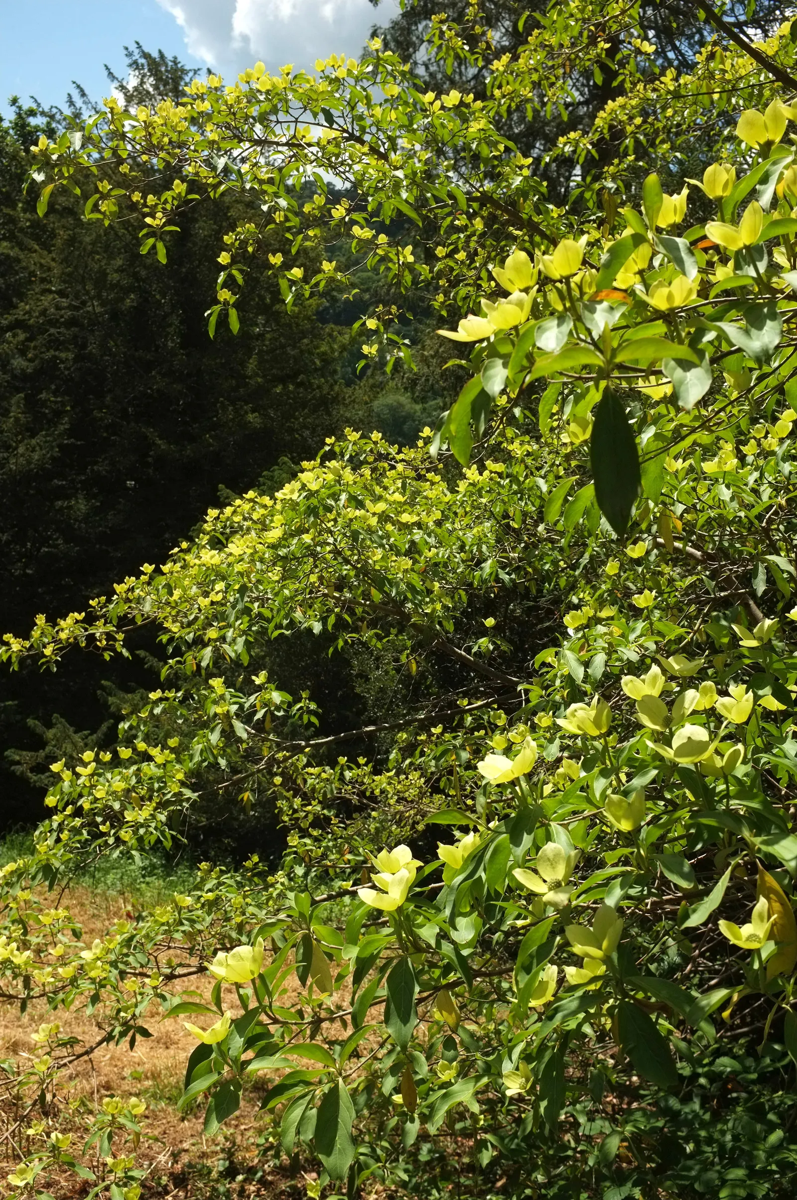 Western Dogwood (Cornus Nuttallii) — with a preference for some afternoon shade in the hotter climates; the Western Dogwood (Cornus nuttallii) is a, image 52