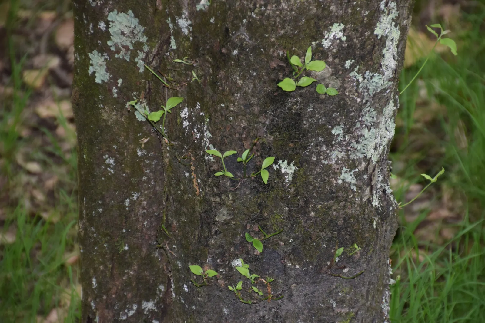 Western Dogwood (Cornus Nuttallii) — the tree's structure can provide a commanding presence in the landscape; tree for full or half, image 89