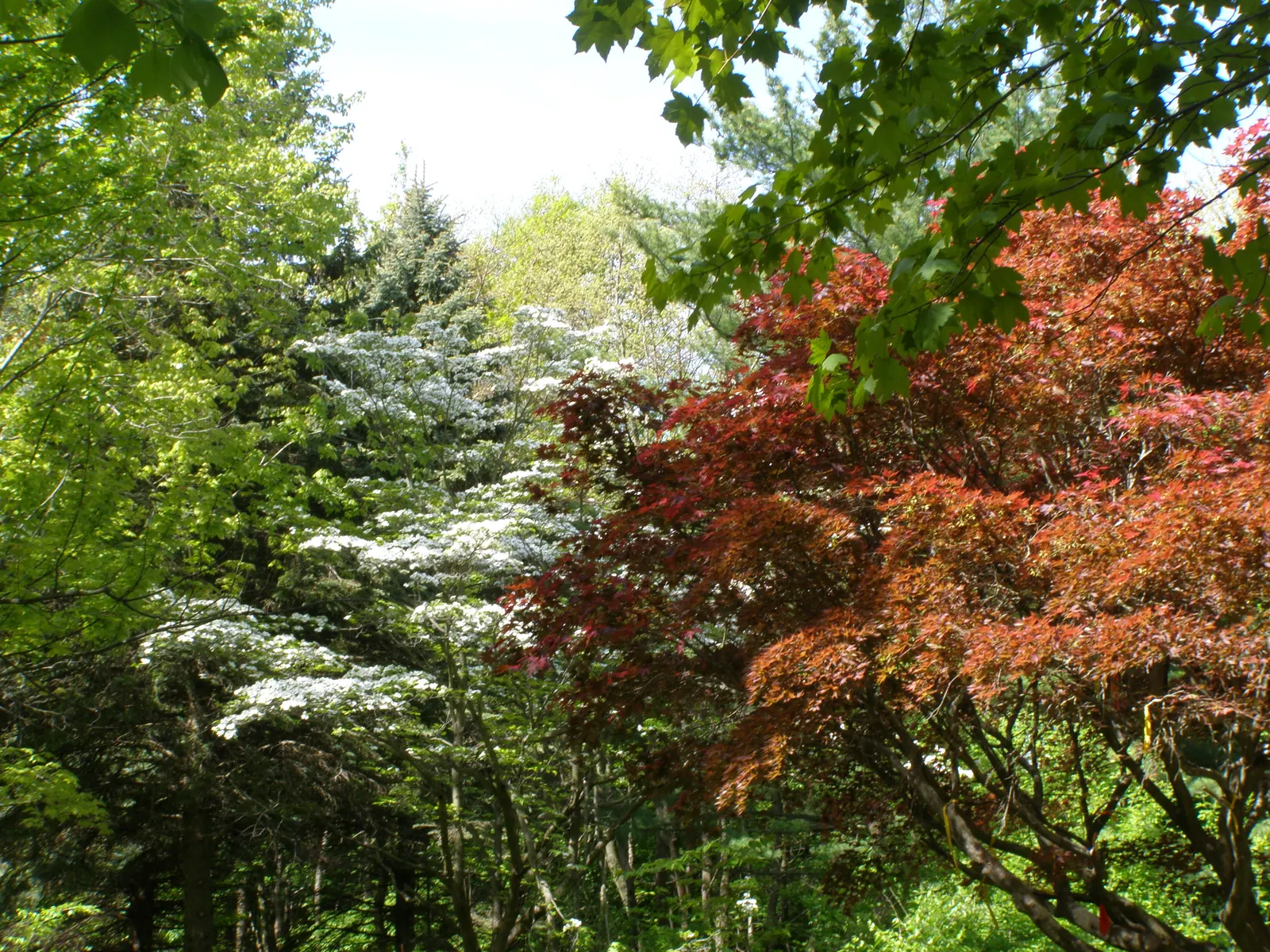 Western Dogwood (Cornus Nuttallii) — white flowers in the garden; in the fall, foliage turns vibrant red-purple, complemented by bright red berries, image 58