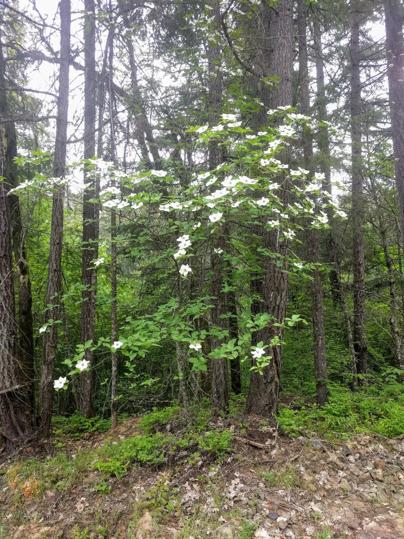 Western Dogwood (Cornus Nuttallii) — tree with white blooms; it thrives best in well-drained, image 99