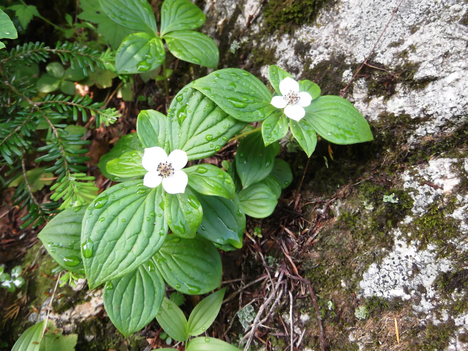 Western Dogwood (Cornus Nuttallii) — tree for full or half; regular watering and mulching will help maintain its health and enhance its beauty, image 60