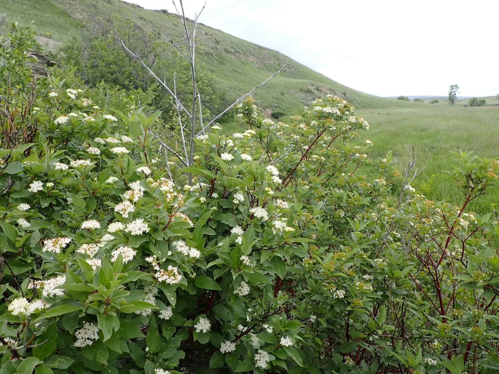 Western Dogwood (Cornus Nuttallii) — It reaches 15-30 feet in height and spreads 15-25 feet; prefers moist, well-drained acidic soil, image 64