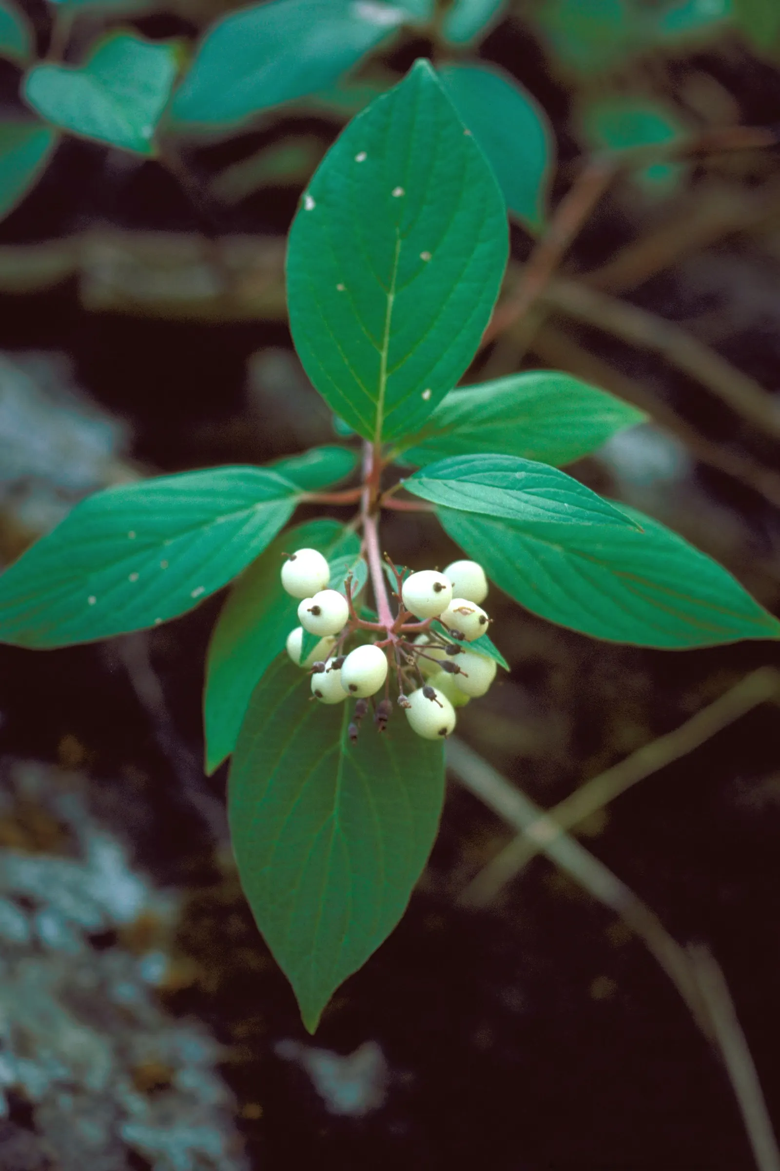 Western Dogwood (Cornus Nuttallii) — Prefers moist, well-drained acidic soil; with a preference for some afternoon shade in the hotter climates, image 85