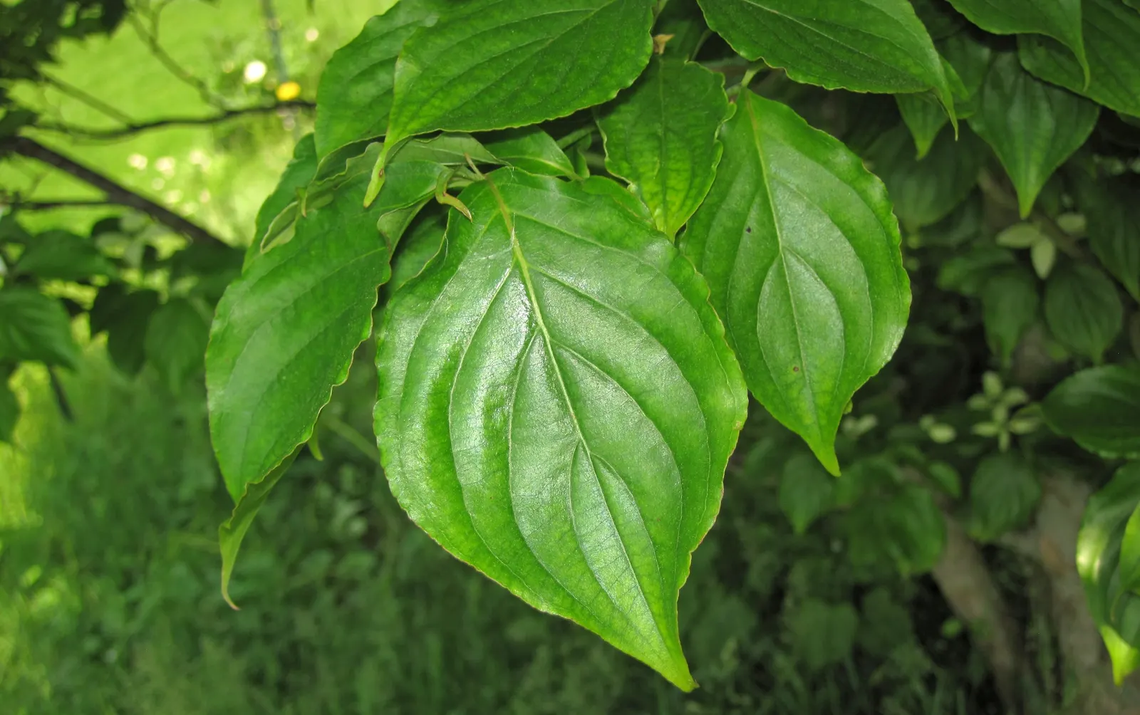 Western Dogwood (Cornus Nuttallii) — The Western Dogwood (Cornus nuttallii) is a prized deciduous tree, thriving in USDA zones 7-9; it reaches, image 81