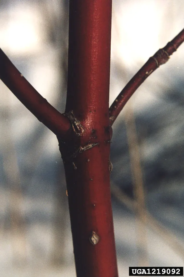 Western Dogwood (Cornus Nuttallii) — commonly referred to as the Western Dogwood or Pacific Dogwood; moderate growth rate and partial to full sun, image 87