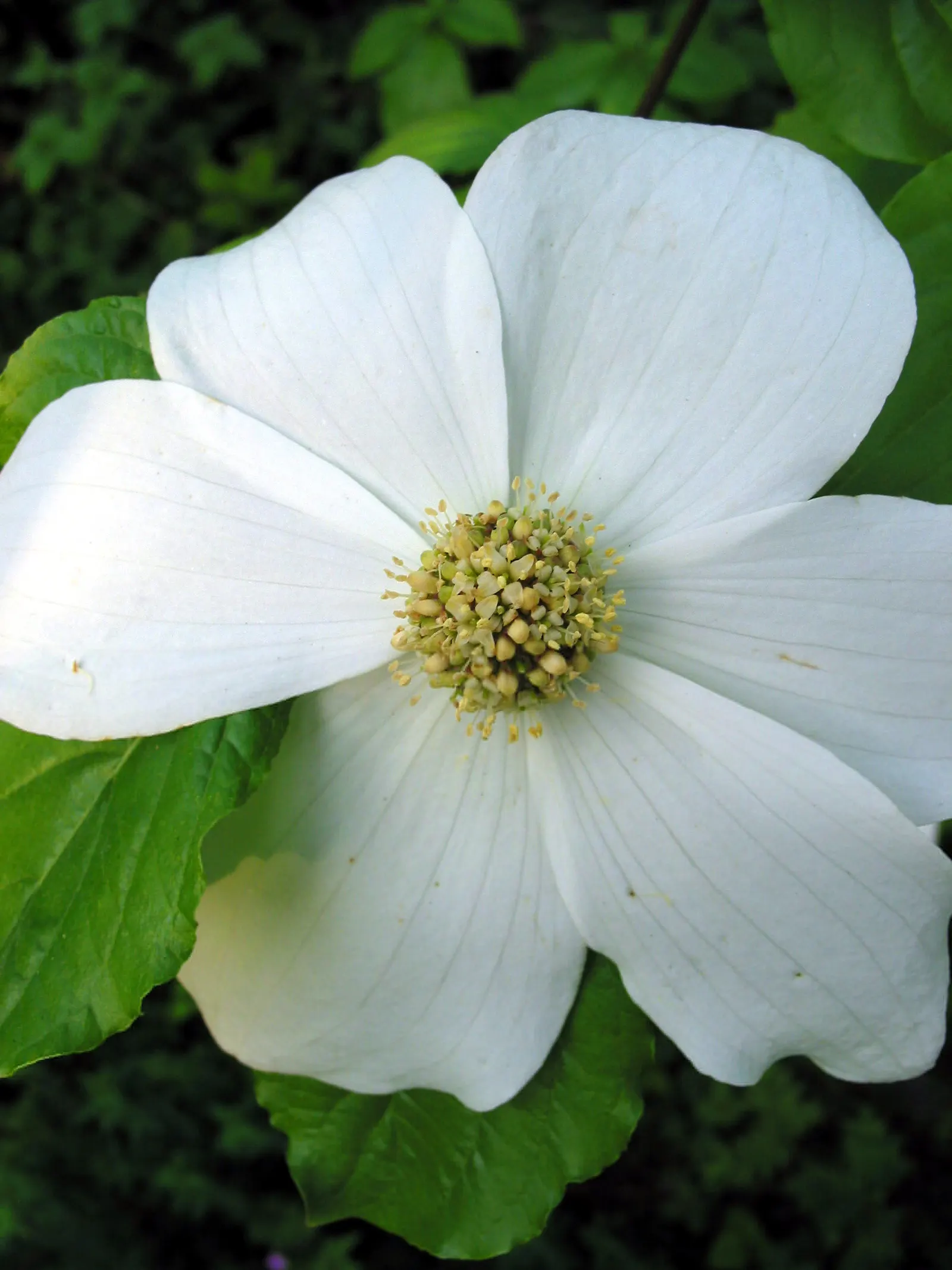 Western Dogwood (Cornus Nuttallii) — the tree's structure can provide a commanding presence in the landscape; tree for full or half, image 69