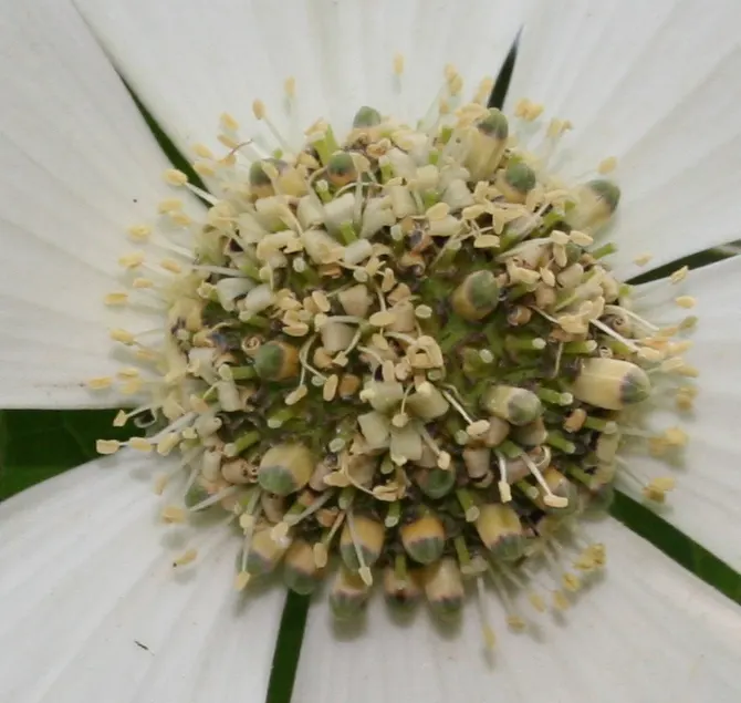 Western Dogwood (Cornus Nuttallii) — The Western Dogwood (Cornus nuttallii) is a prized deciduous tree, thriving in USDA zones 7-9; it reaches, image 41