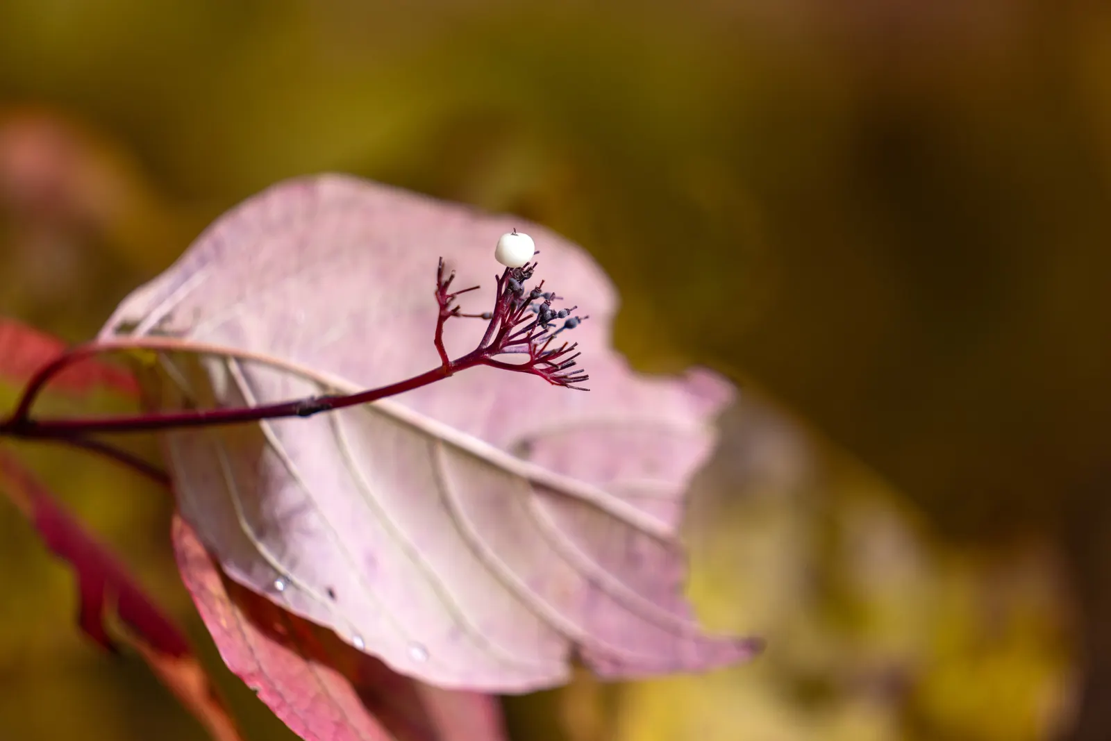 Western Dogwood (Cornus Nuttallii) — Regular watering and mulching will help maintain its health and enhance its beauty within your garden, image 77