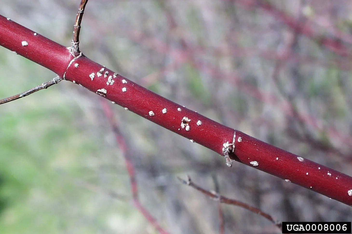 Western Dogwood (Cornus Nuttallii) — Originating from the western United States and Canada; which encircle tiny clusters of true flowers, image 88