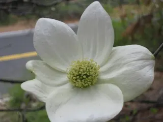 Western Dogwood (Cornus Nuttallii) — which encircle tiny clusters of true flowers; originating from the western United States and Canada, image 73