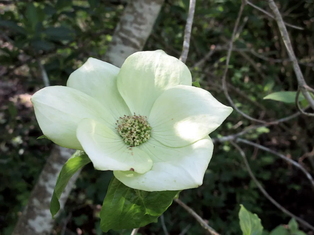 Western Dogwood (Cornus Nuttallii) — which encircle tiny clusters of true flowers; originating from the western United States and Canada