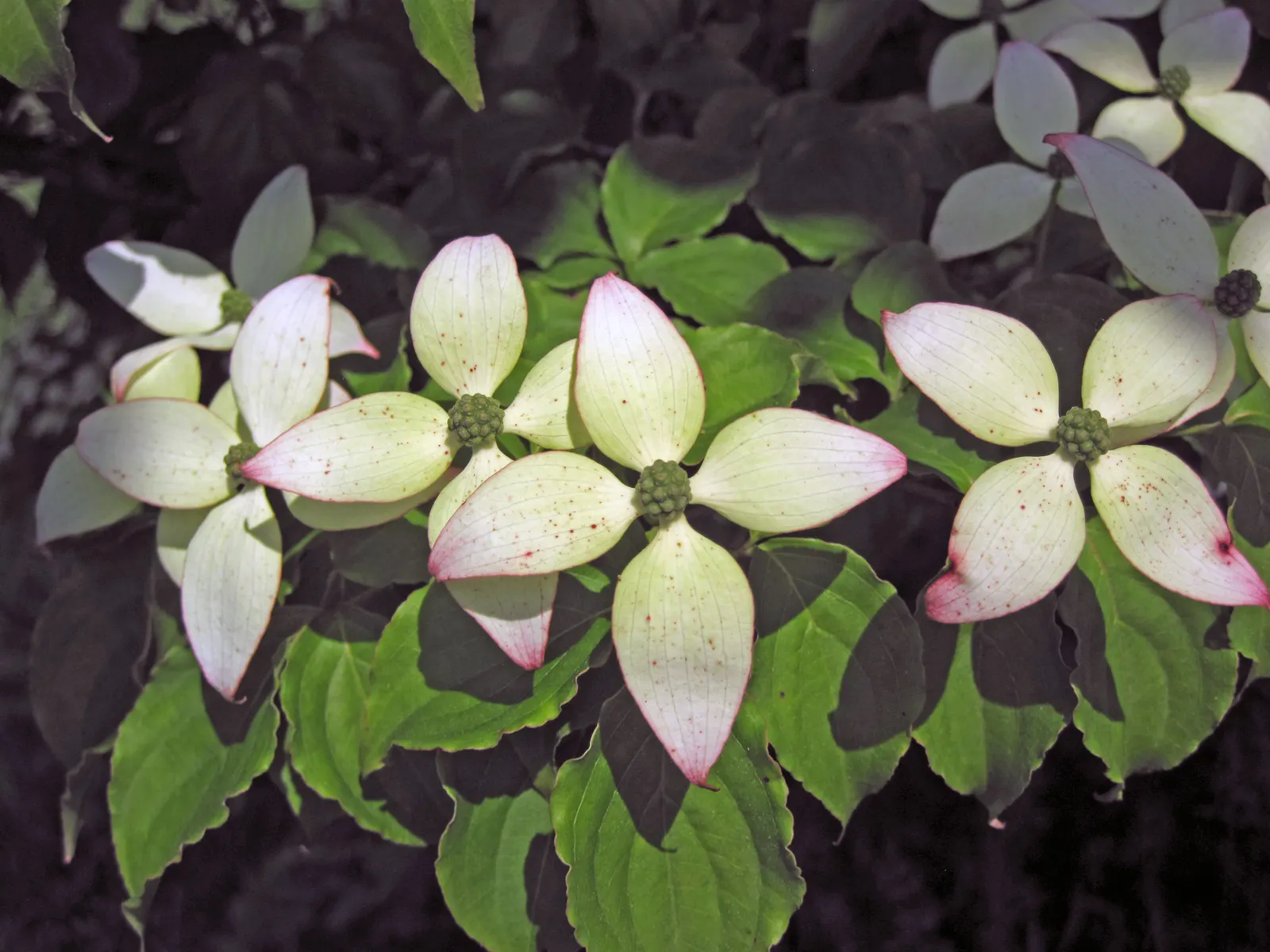 Western Dogwood (Cornus Nuttallii) — In the fall, foliage turns vibrant red-purple, complemented by bright red berries; white flowers in the garden, image 83