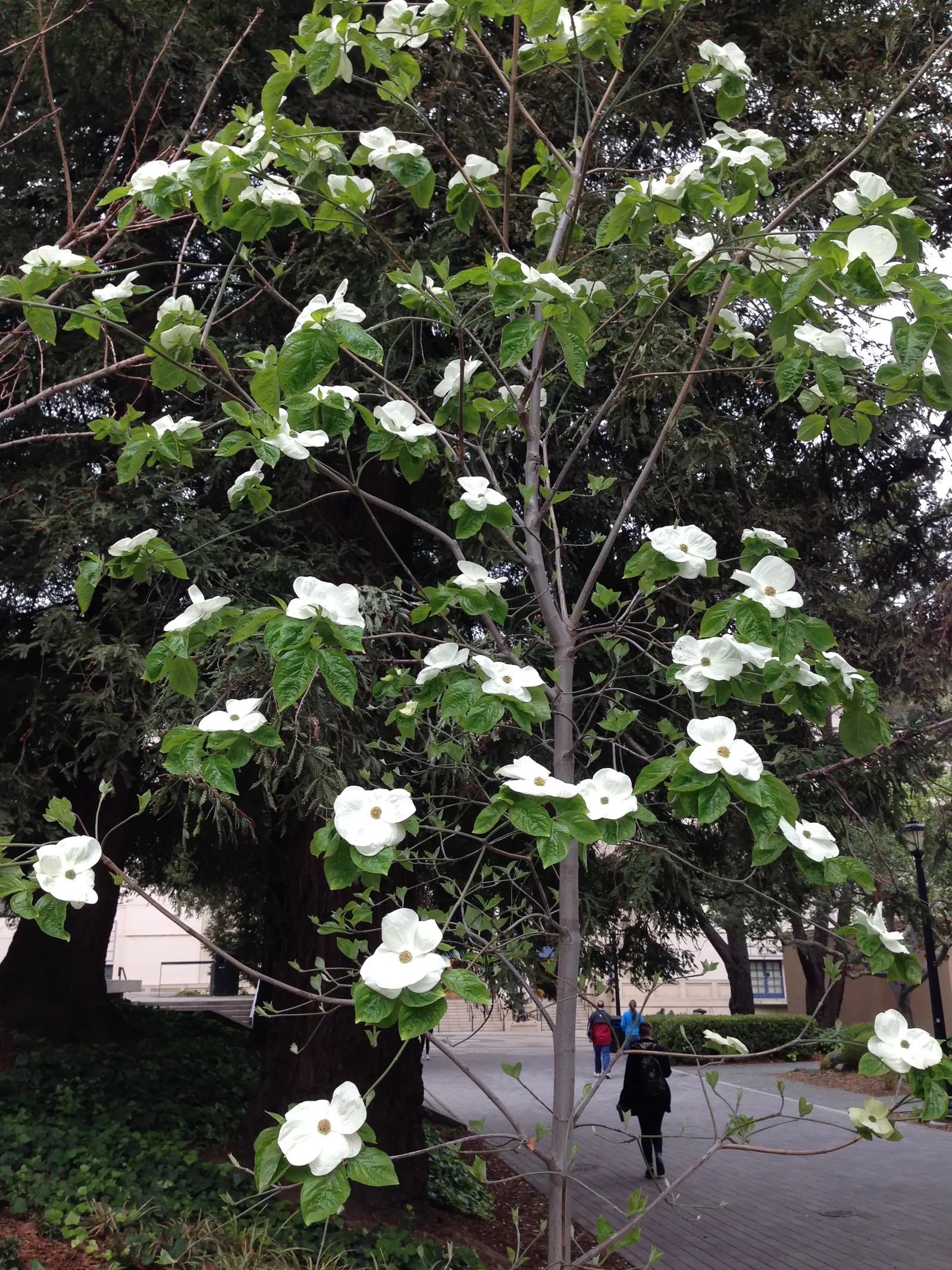 Western Dogwood (Cornus Nuttallii) — These bracts can span up to 6 inches across; foliage transforms into a vivid display of reds and purples
