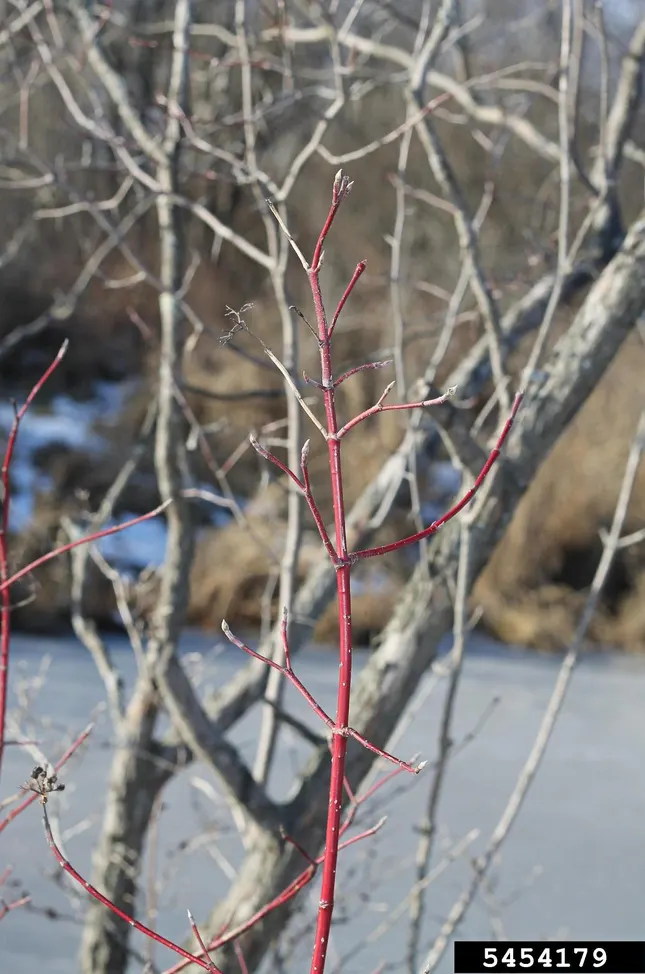 Western Dogwood (Cornus Nuttallii) — slightly acidic soil and welcomes partial to full sunlight exposure; these bracts can span up to 6 inches, image 91