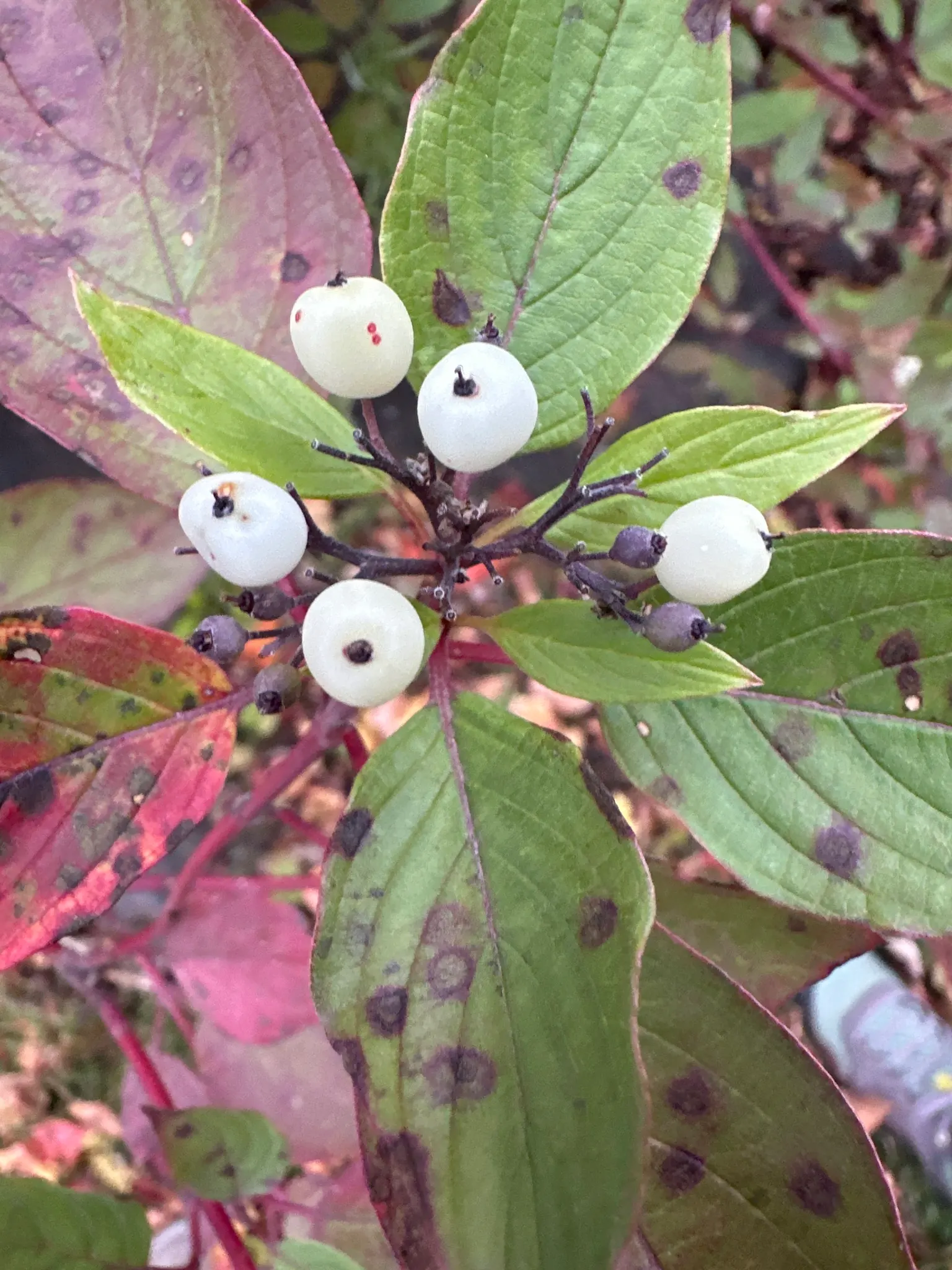 Western Dogwood (Cornus Nuttallii) — tree with white blooms; it thrives best in well-drained