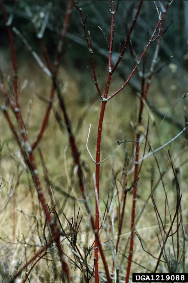 Western Dogwood (Cornus Nuttallii) — with a preference for some afternoon shade in the hotter climates; the Western Dogwood (Cornus nuttallii) is a, image 92