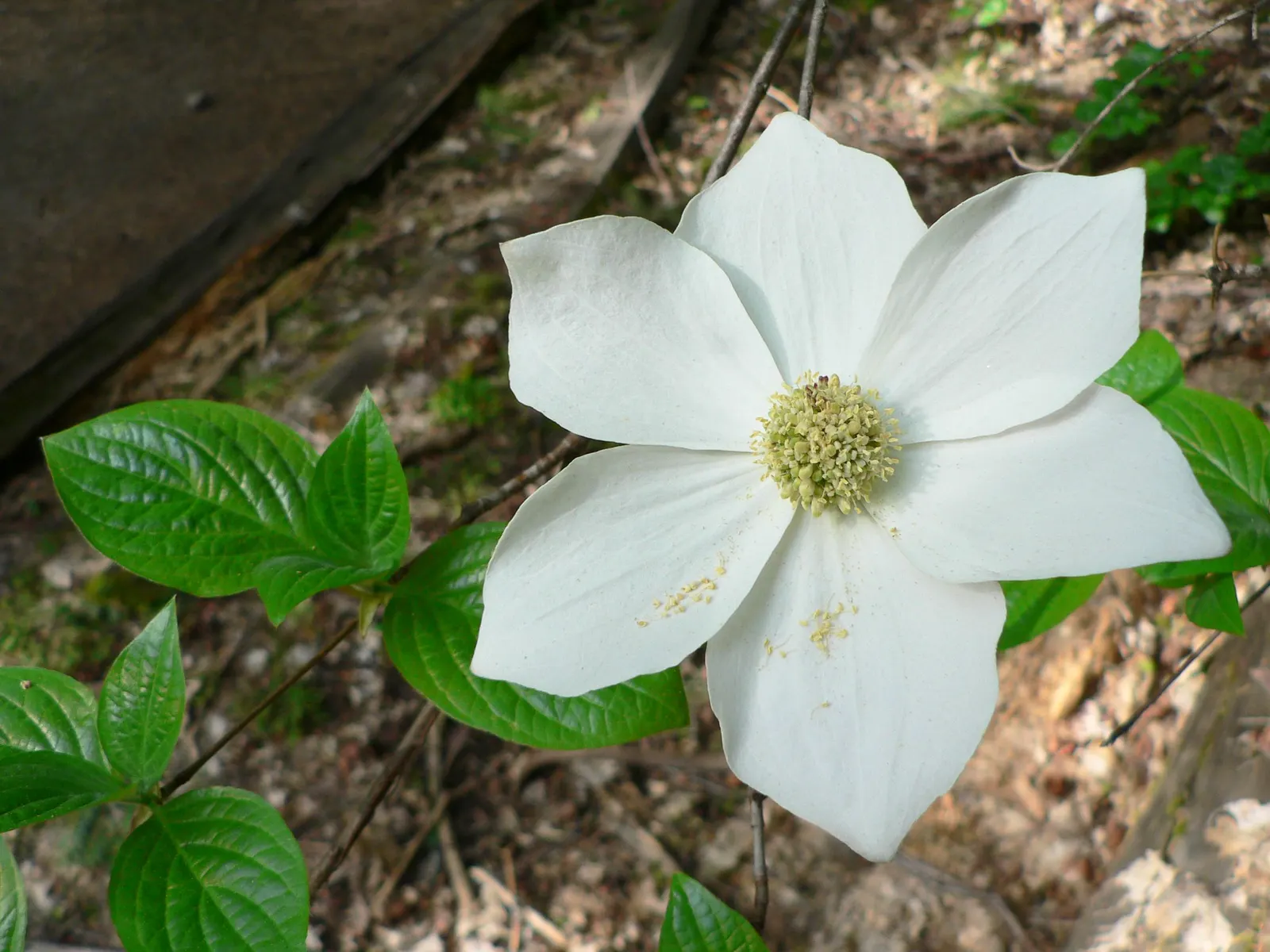 Western Dogwood (Cornus Nuttallii) — slightly acidic soil and welcomes partial to full sunlight exposure; these bracts can span up to 6 inches across