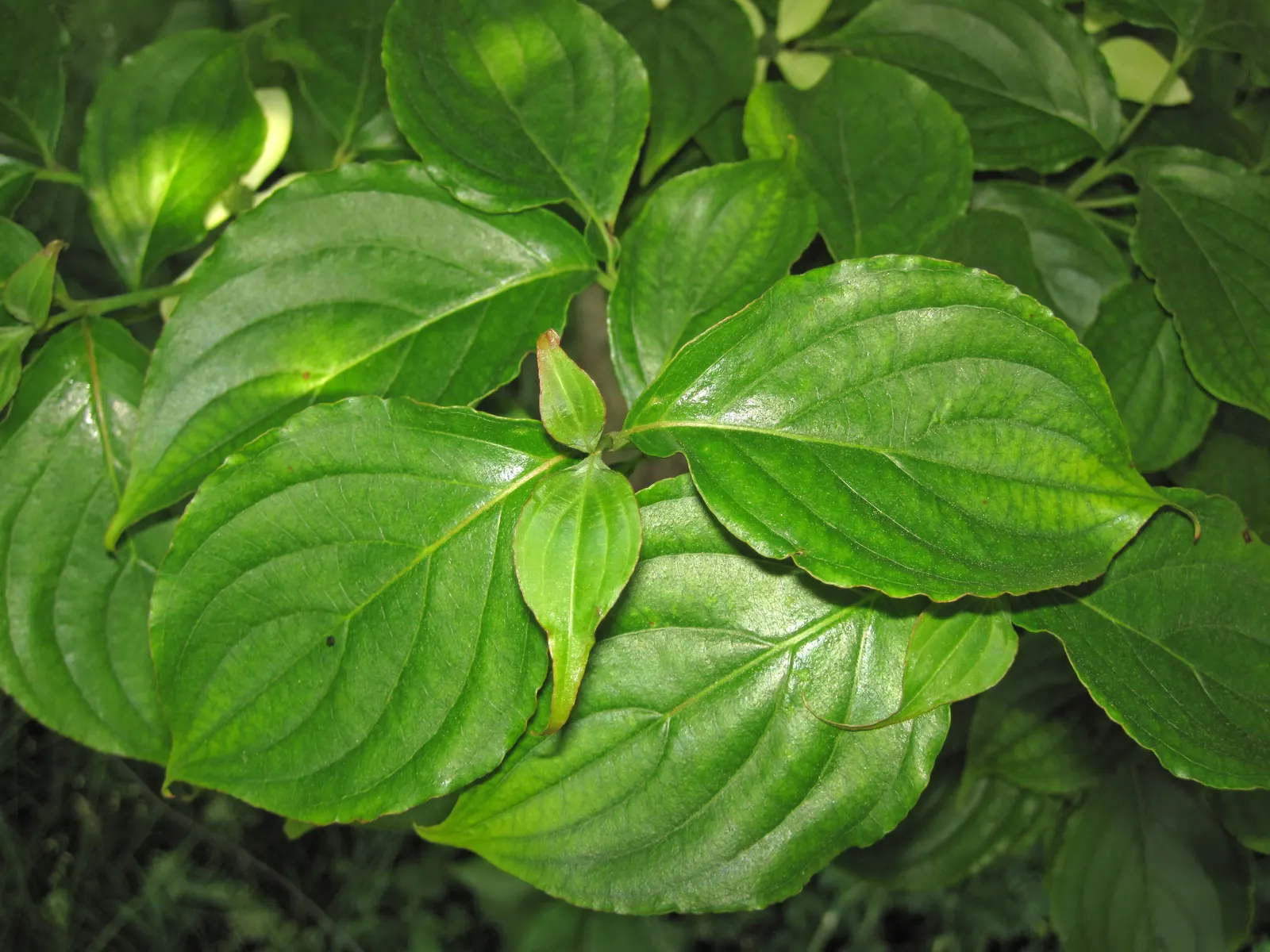 Western Dogwood (Cornus Nuttallii) — It boasts a striking spring display of white to pinkish petal-like bracts, encircling small greenish flowers, image 82