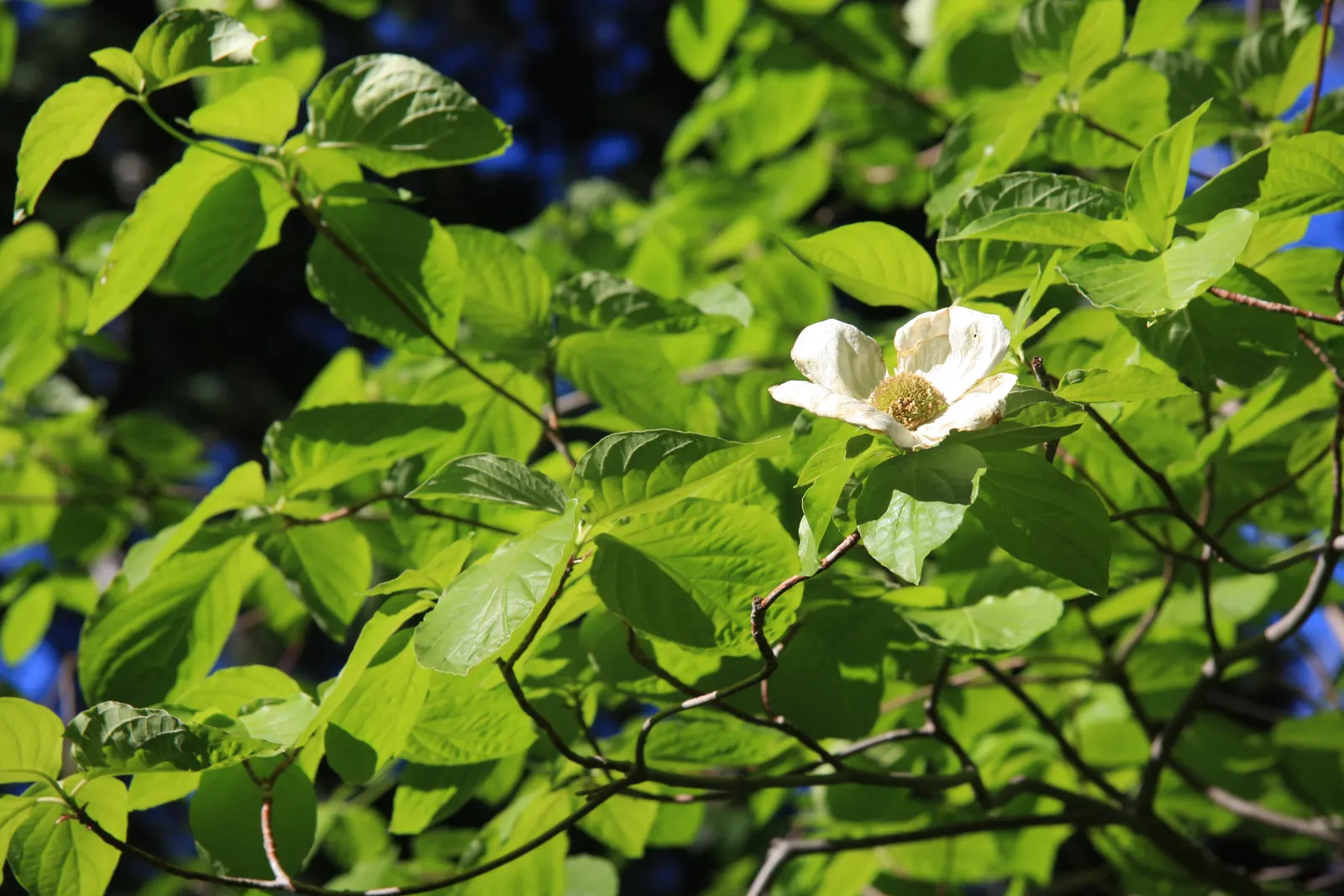 Western Dogwood (Cornus Nuttallii) — accompanied by bright red; the tree's structure can provide a commanding presence in the landscape