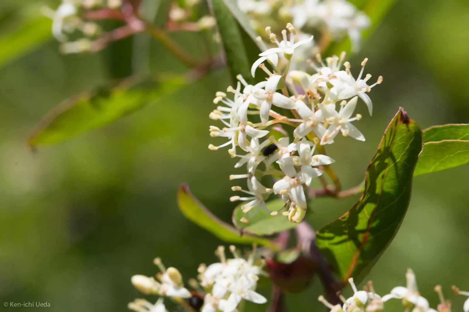 Western Dogwood (Cornus Nuttallii) — Moderate growth rate and partial to full sun exposure advised; tree with white blooms, image 86