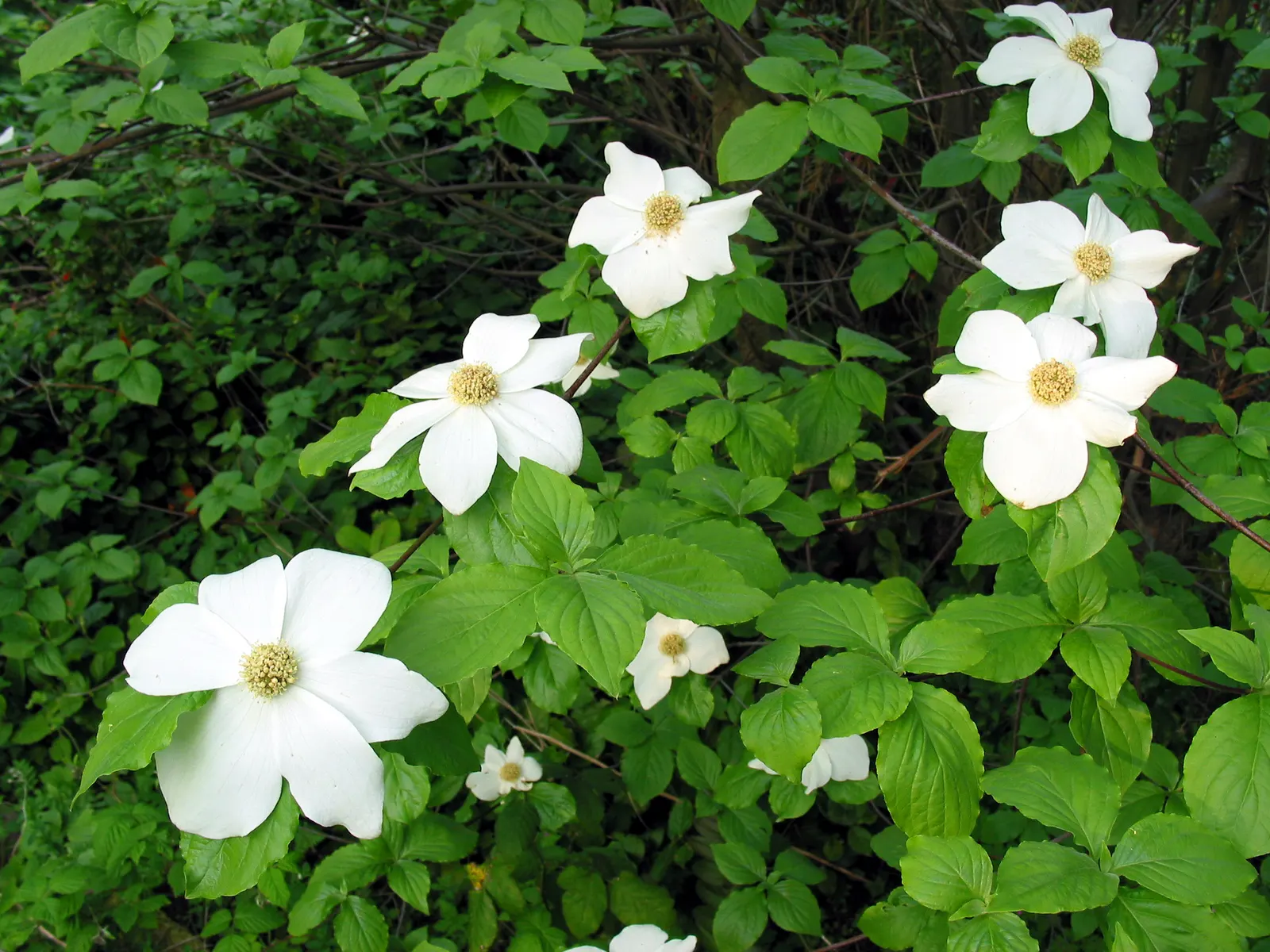 Western Dogwood (Cornus Nuttallii) — it thrives best in well-drained; commonly referred to as the Western Dogwood or Pacific Dogwood, image 70