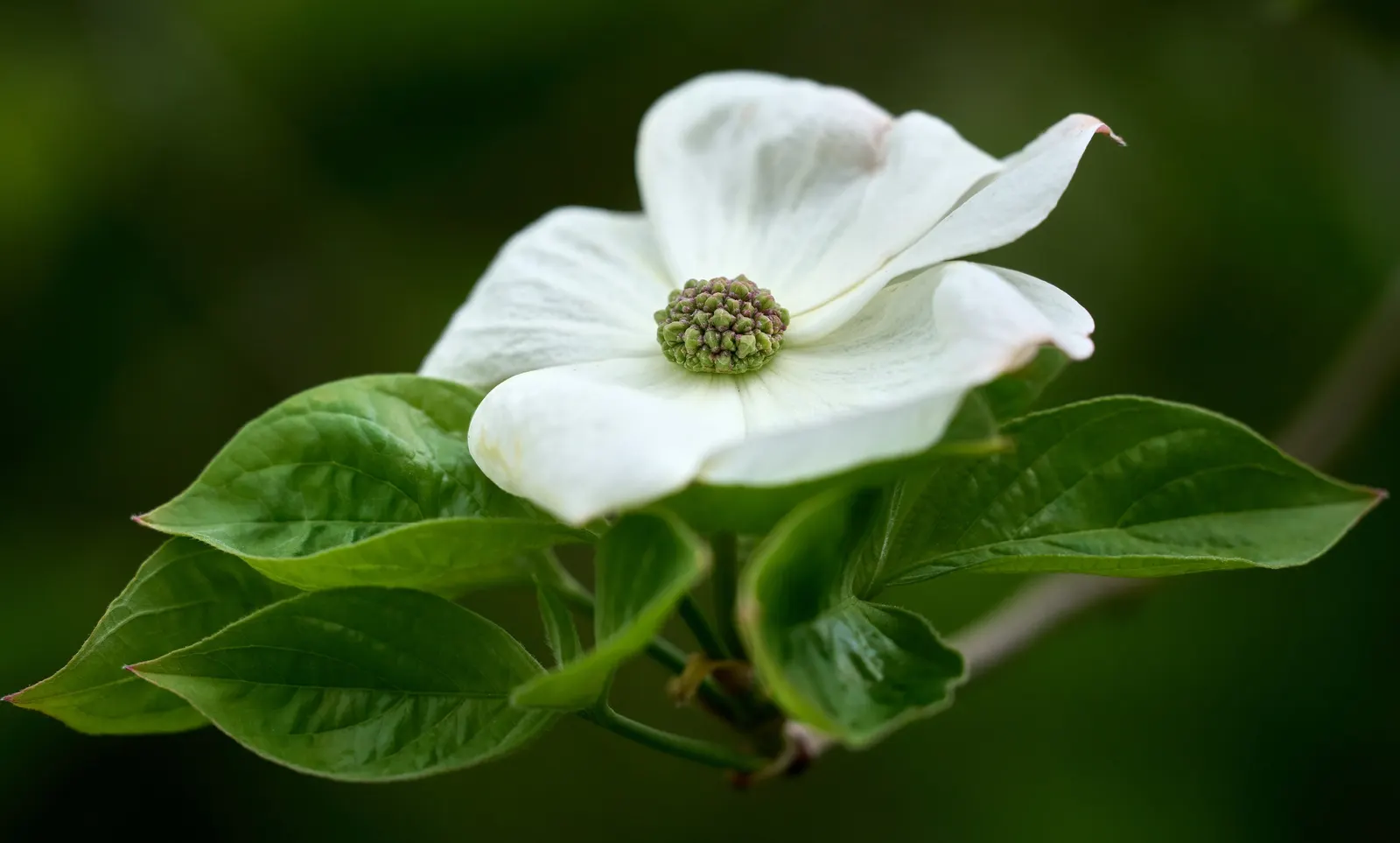 Western Dogwood (Cornus Nuttallii) — it thrives best in well-drained; commonly referred to as the Western Dogwood or Pacific Dogwood