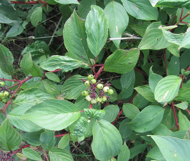 Western Dogwood (Cornus Nuttallii) — tree for full or half; regular watering and mulching will help maintain its health and enhance its beauty within your