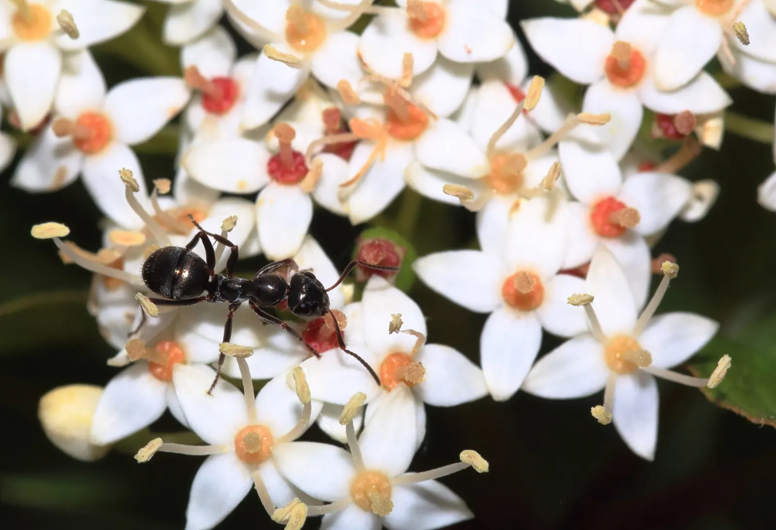 Western Dogwood (Cornus Nuttallii) — Regular watering and mulching will help maintain its health and enhance its beauty within your garden; accompanied by