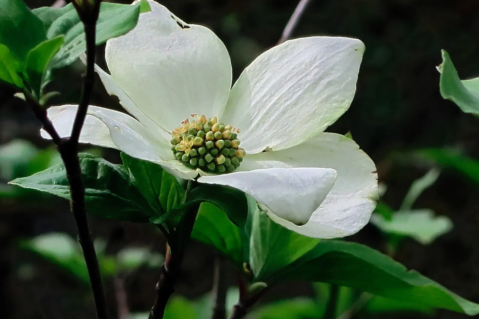 Western Dogwood (Cornus Nuttallii) — foliage transforms into a vivid display of reds and purples; it boasts a striking spring display of white to pinkish